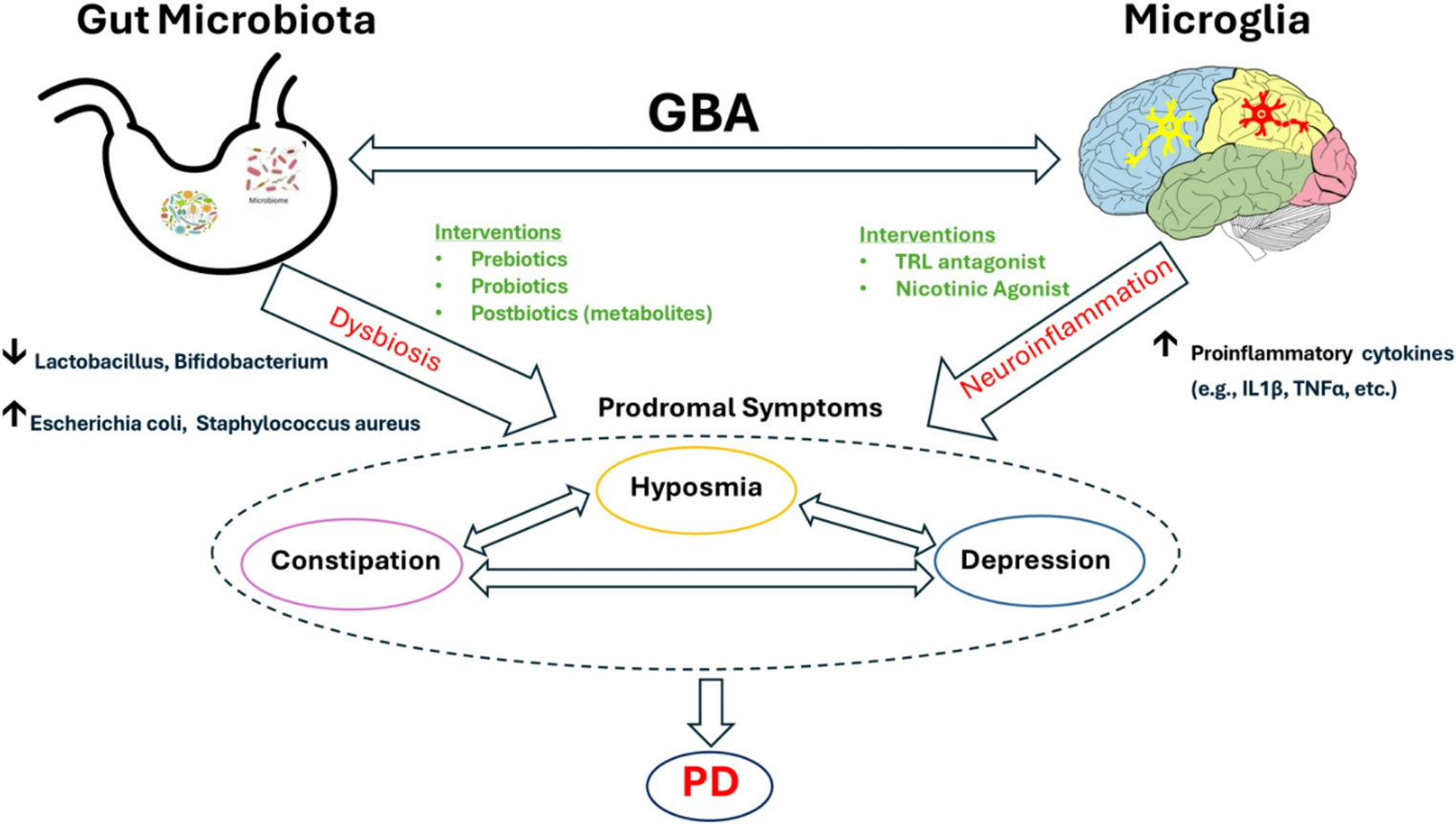 A Narrative Review on the Role of Microbiota and Microglia in Premotor Symptoms of Parkinson’s Disease