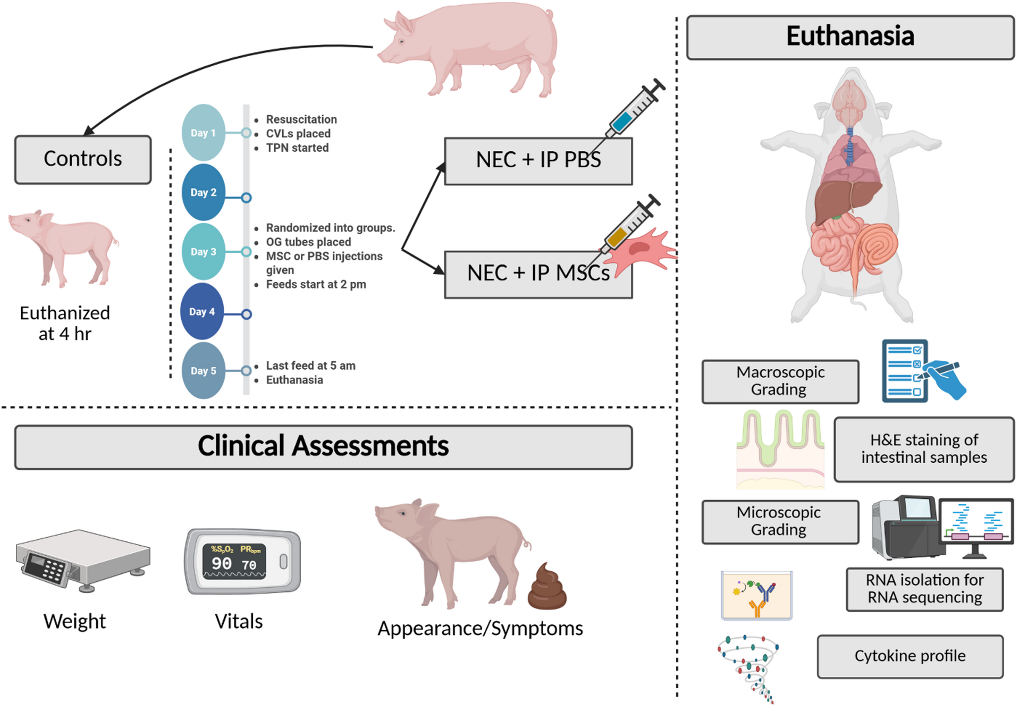 Mesenchymal stromal cell therapy restores intestinal integrity and attentuates inflammation in a preterm piglet model of necrotizing enterocolitis