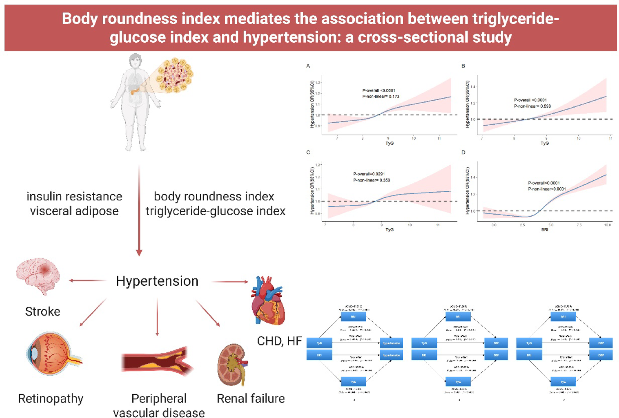Body Roundness Index Mediates the Association Between Triglyceride-Glucose Index and Hypertension: A Cross-Sectional Study