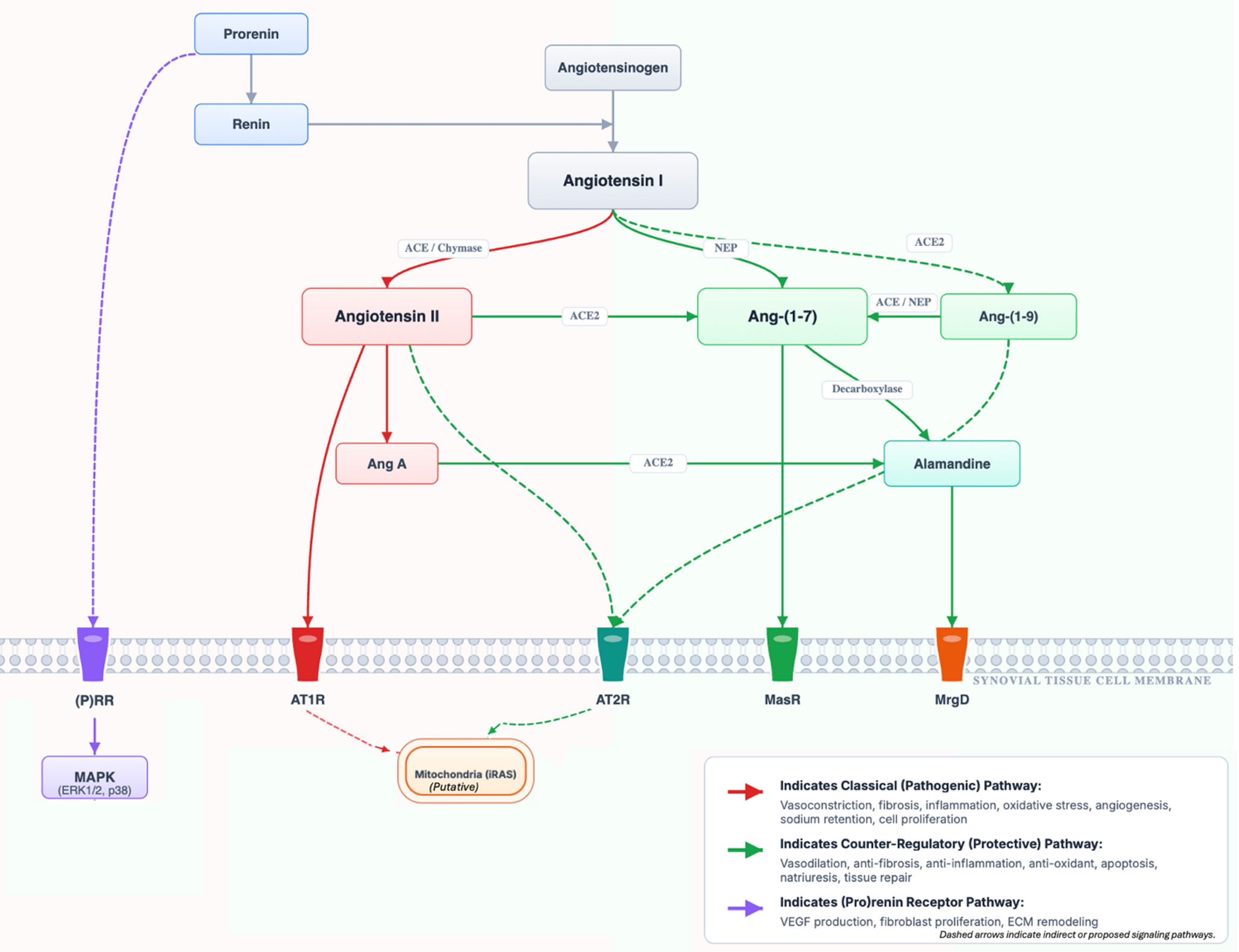 The joint-local renin–angiotensin system in rheumatoid arthritis and osteoarthritis: mechanistic evidence, disease-specific patterns, and translational perspectives