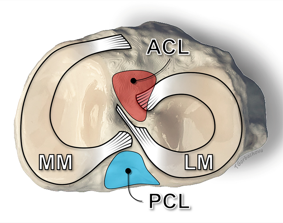 Lateral meniscal stabilizers, variants, and injuries of the knee