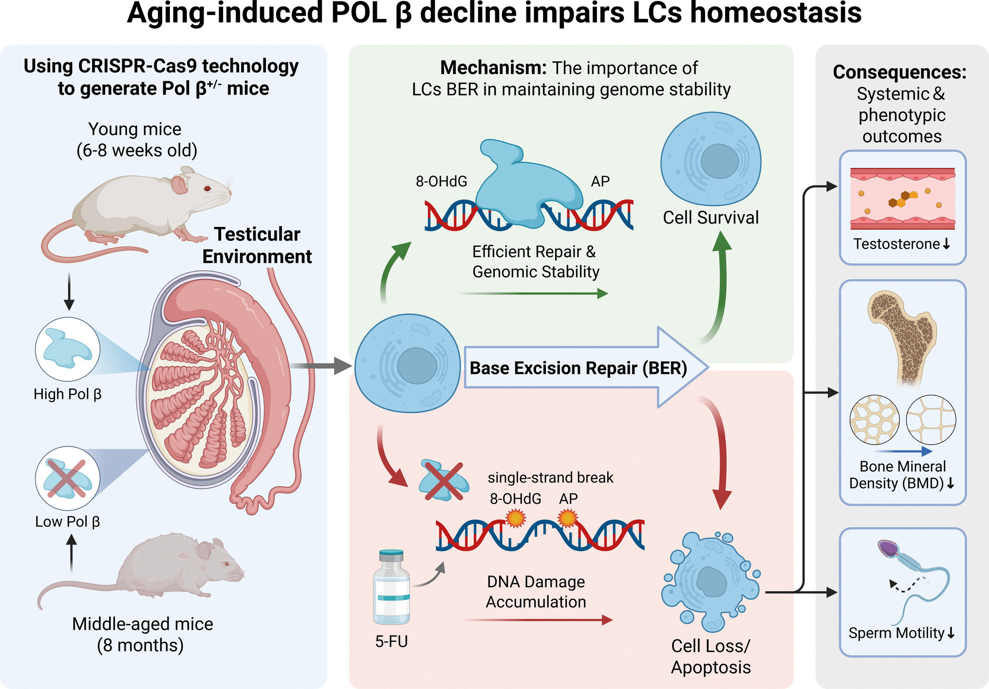 Aging-Induced Downregulation of DNA Polymerase β Impairing Base Excision Repair Causes Testicular Dysfunction