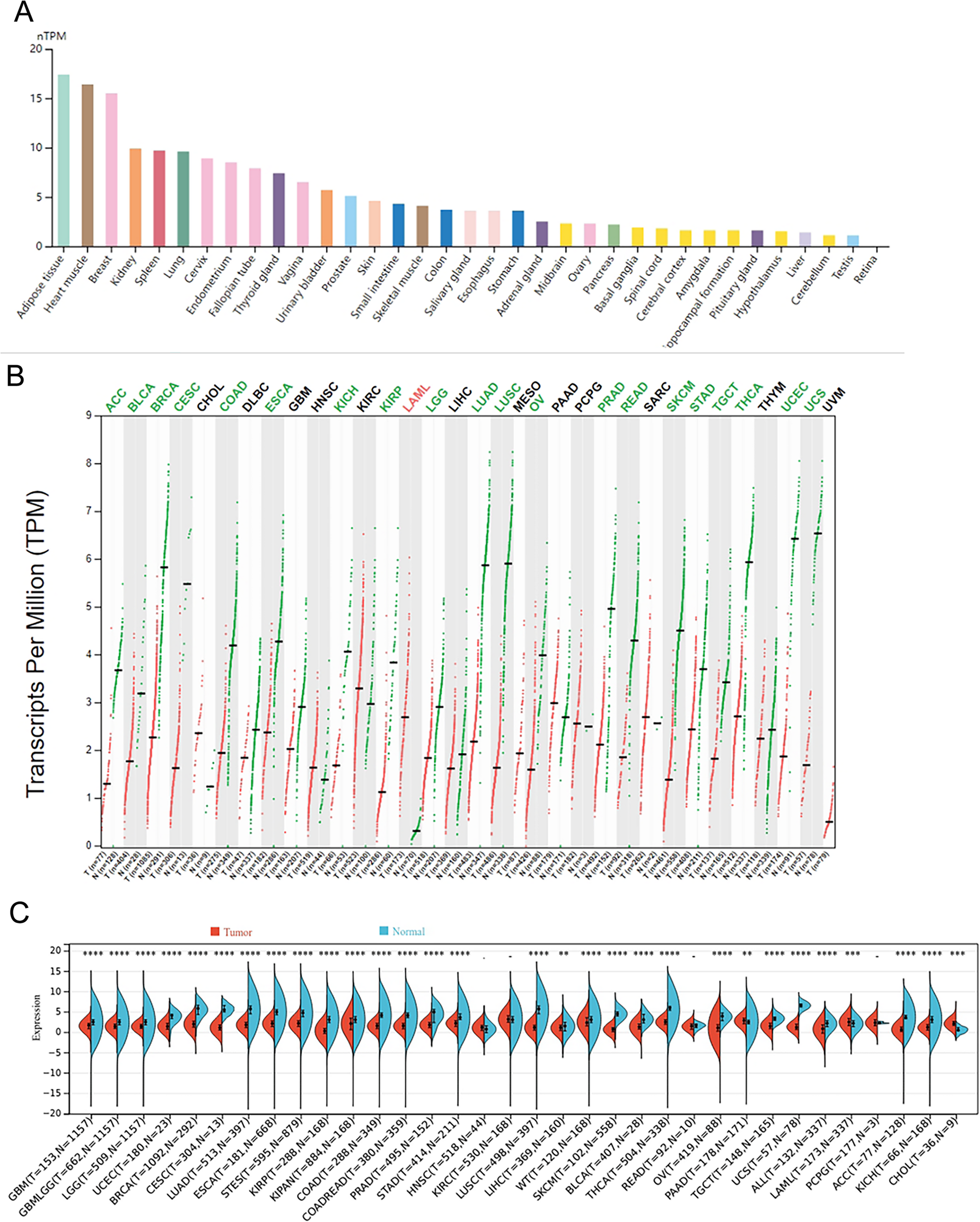 Comprehensive Analysis of the Predictive Value of Adenylate Cyclase 4 on Clinical Significance, Prognosis, and Immunotherapy in Human Cancers