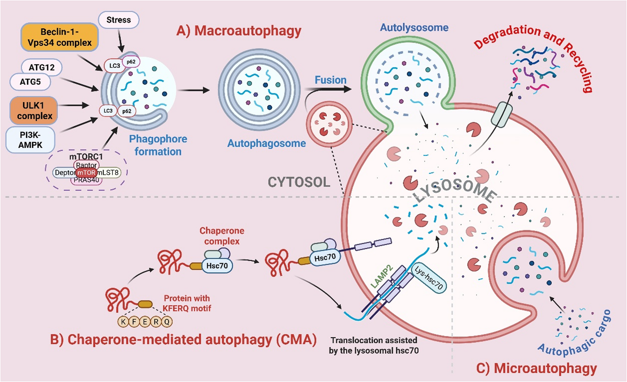 Autophagy and Lysosomal Dysregulation in Endometriosis: Therapeutic Opportunities and Molecular Insights