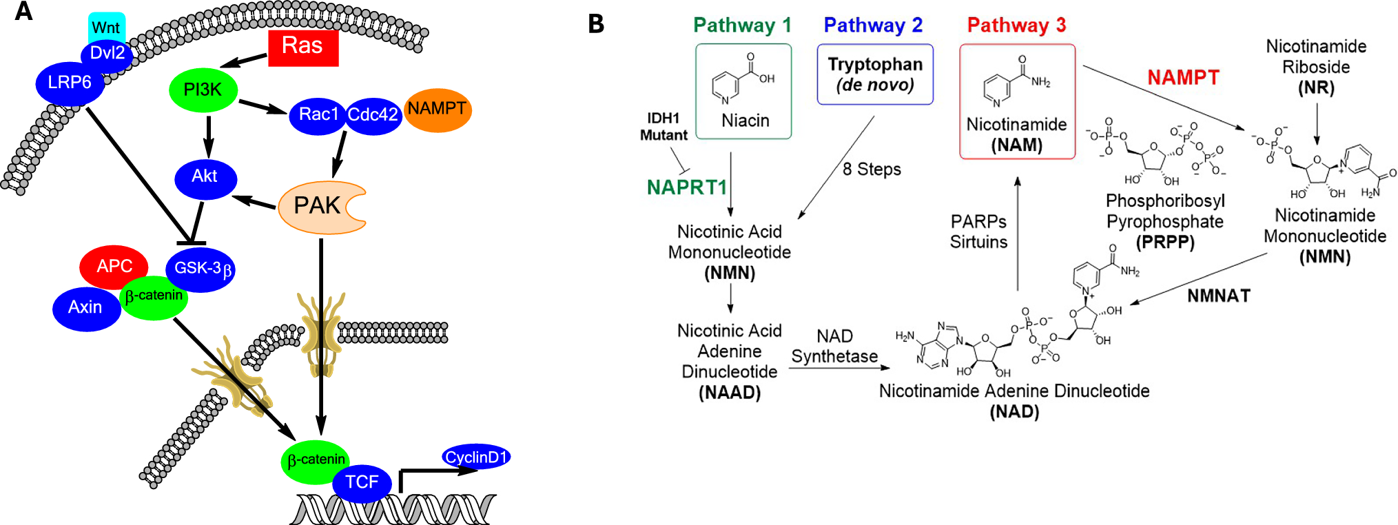 First-in-Human Phase I Study of KPT-9274, a First-in-Class Dual Inhibitor of PAK4 and NAMPT, in Patients with Advanced Solid Malignancies