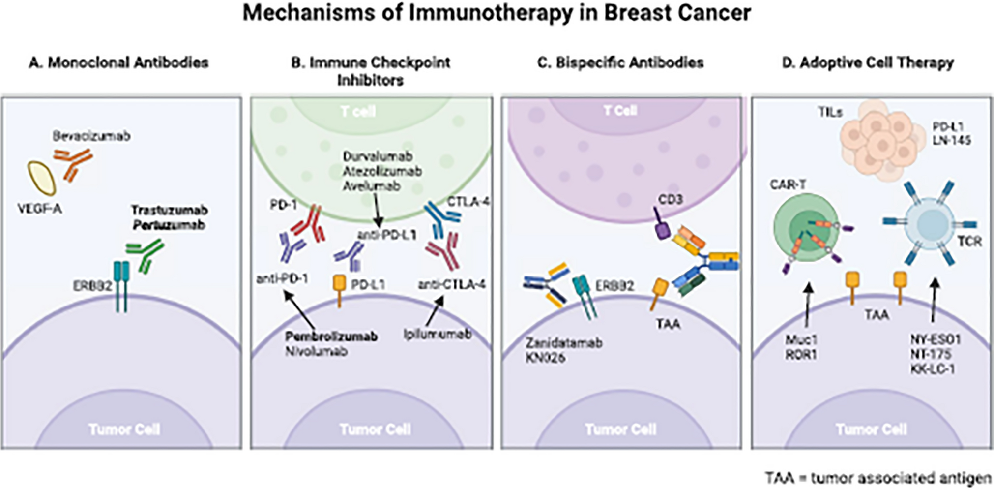Bispecific Antibodies in Breast Cancer Immunotherapy: Mechanisms, Advances, and Translational Challenges