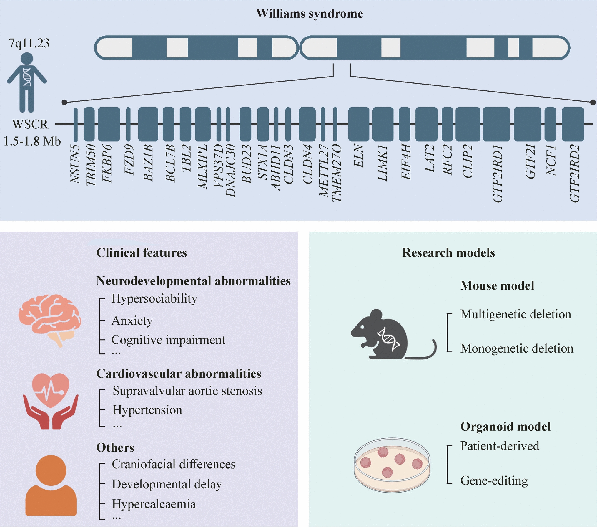 Modeling Williams syndrome from a neurodevelopmental perspective: recent advances, model-based translational insights and future directions