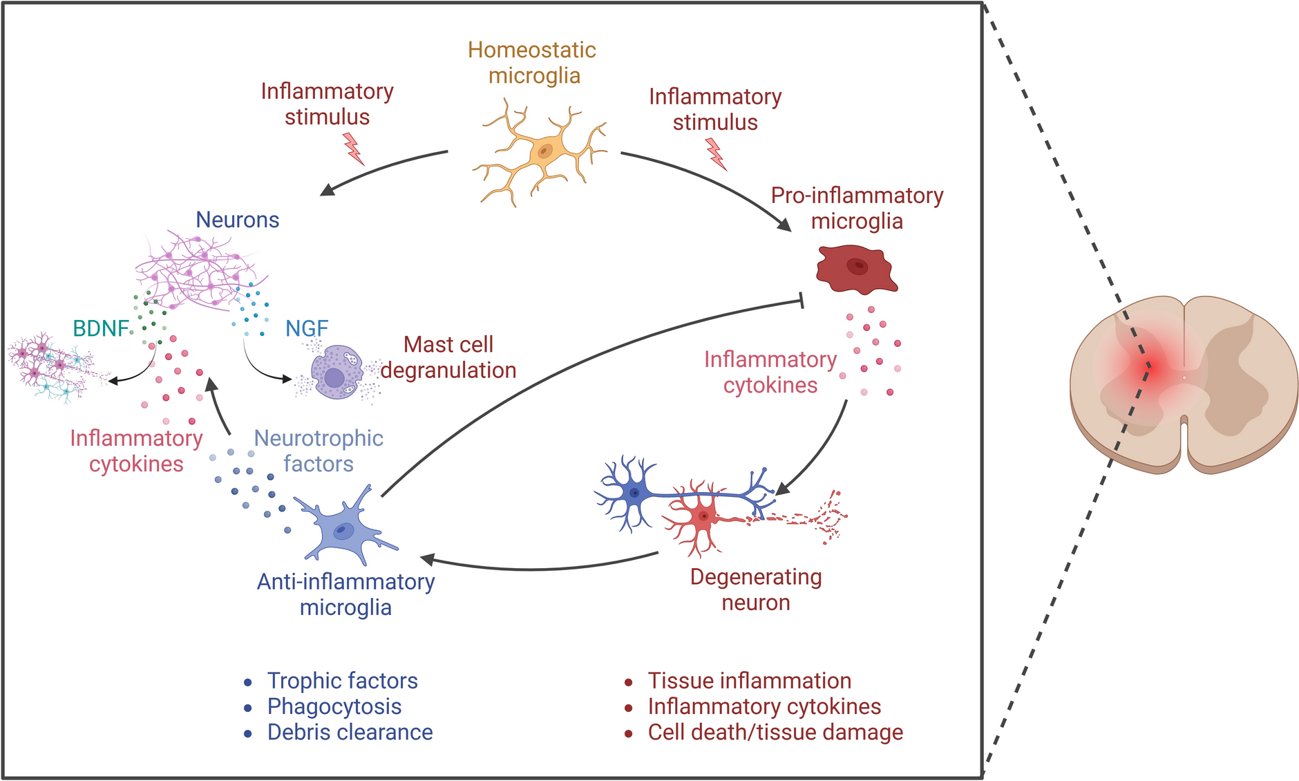 Immuno-Inflammatory Mechanisms in the Chronification of Pain