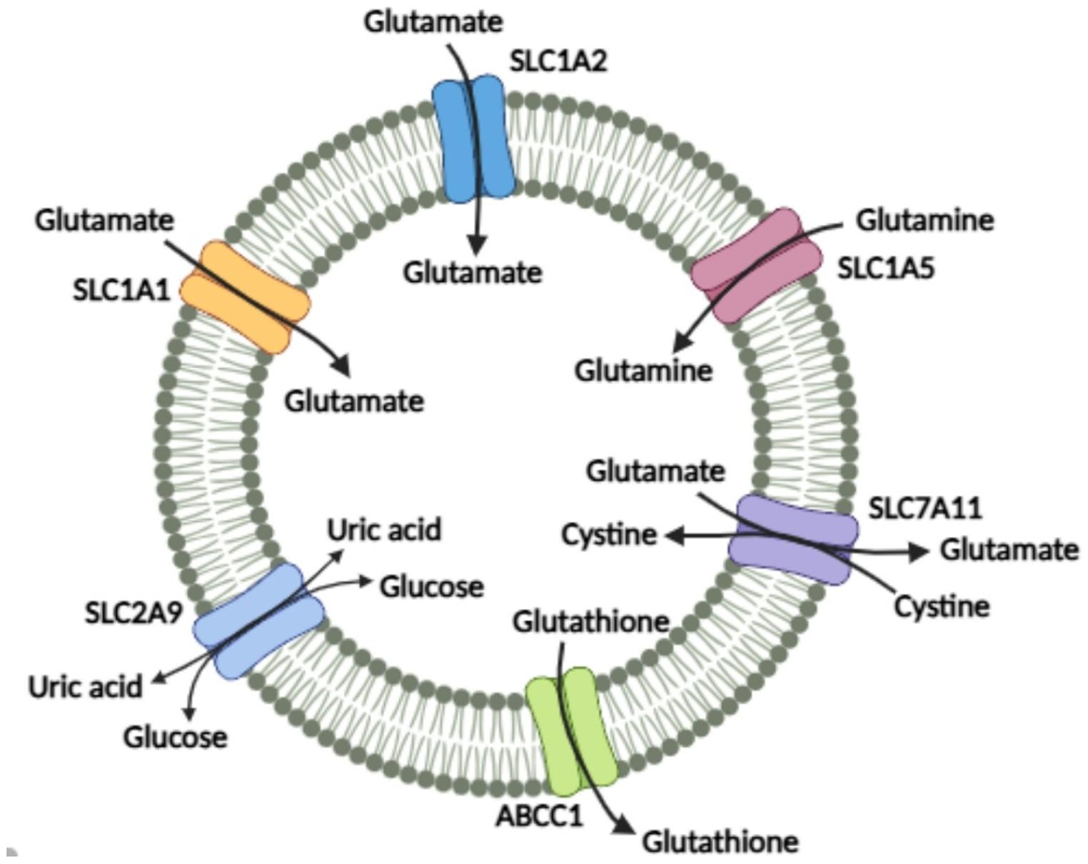 Extracellular levels of glutamate, glutamine, cystine, glutathione, and xanthine correlate with transporter expression in tamoxifen - resistant MCF-7 cells and poor overall survival in breast cancer patients