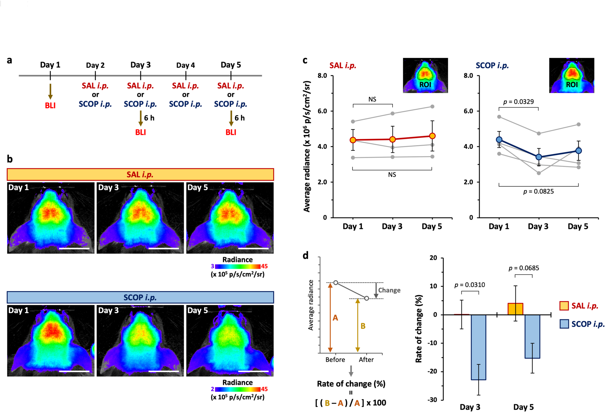 Heat-Killed  KABP-042 and  KABP-051 Prevent Scopolamine-Induced BDNF Reduction and Memory Impairment in Mice