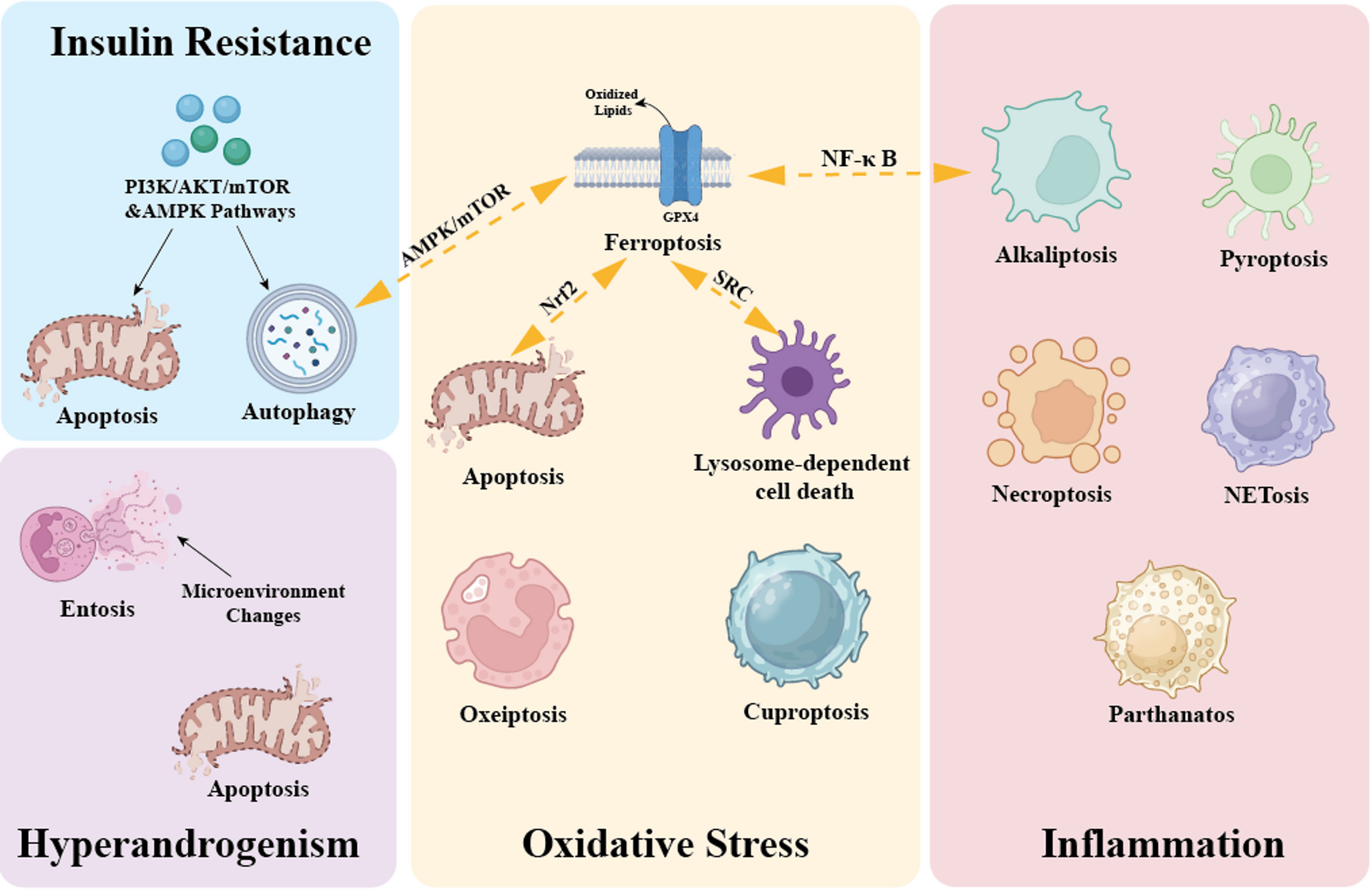 Orchestrating Ovarian Dysfunction- The Role of Programmed Cell Death in PCOS