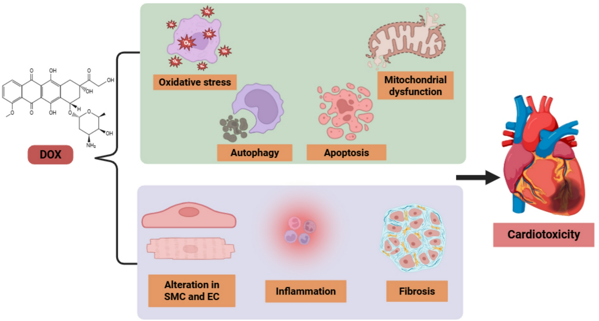 Doxorubicin-Induced Cardiotoxicity: Molecular Mechanisms to Novel Therapeutic Frontiers of Recent Preclinical Discoveries