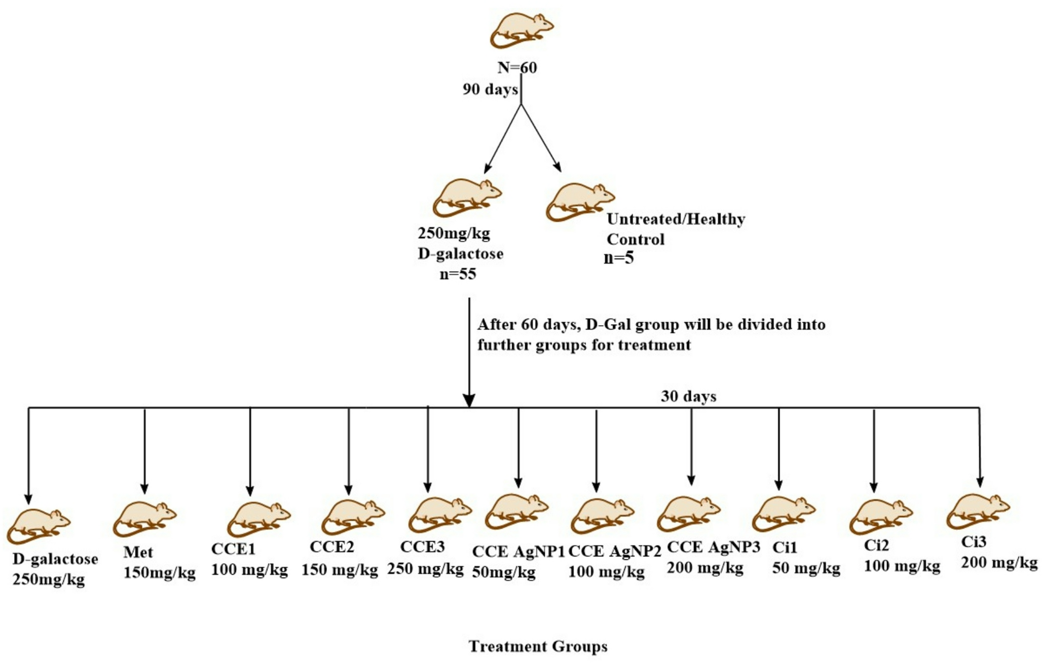 Comparative Evaluation of Antiaging Potential of  Conjugated Silver Nanoparticles and Citral Against D-galactose Induced Aging in Mice