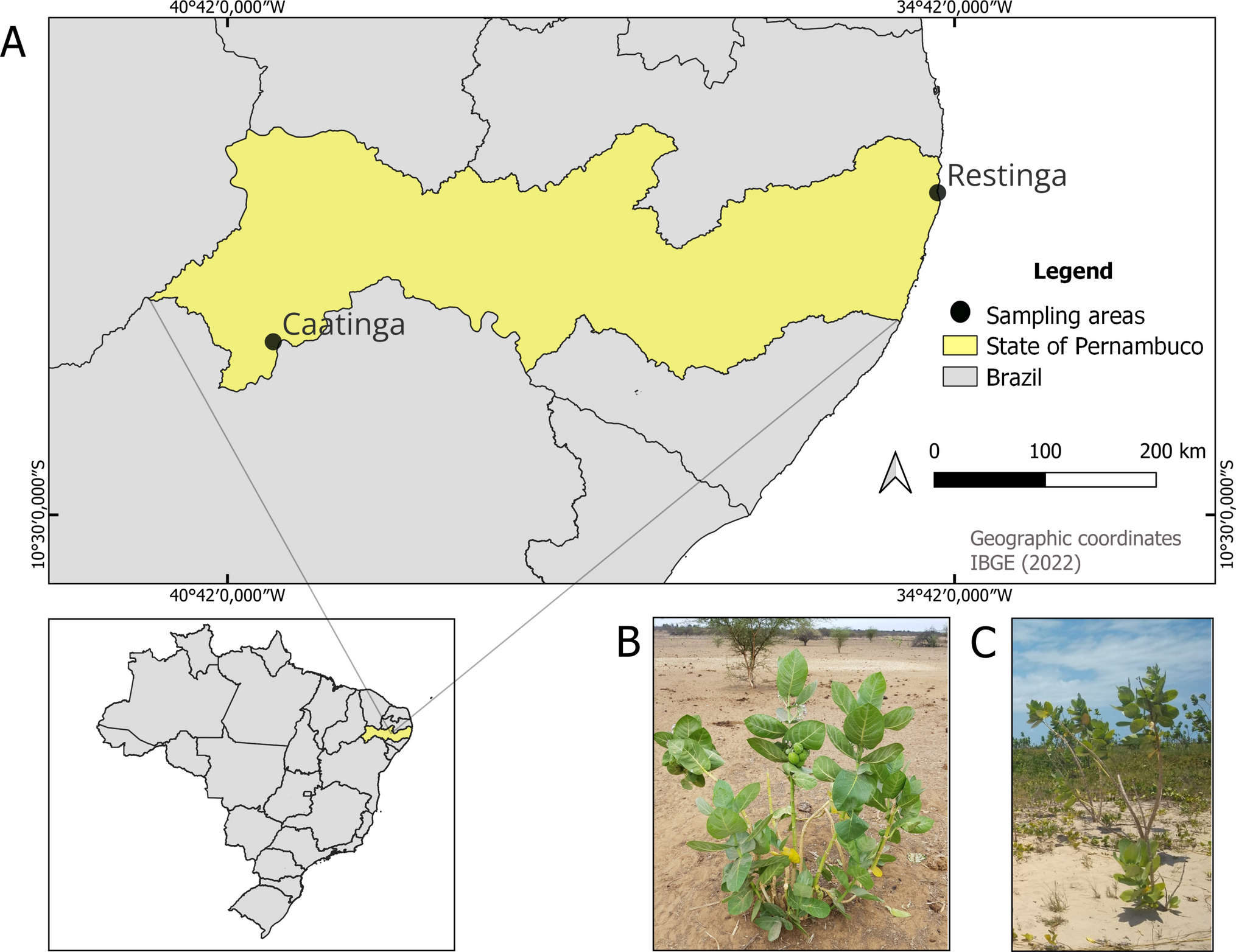 Unlocking the microbiome of an extremophile plant: metagenomic insights into ’s endo-rhizosphere communities