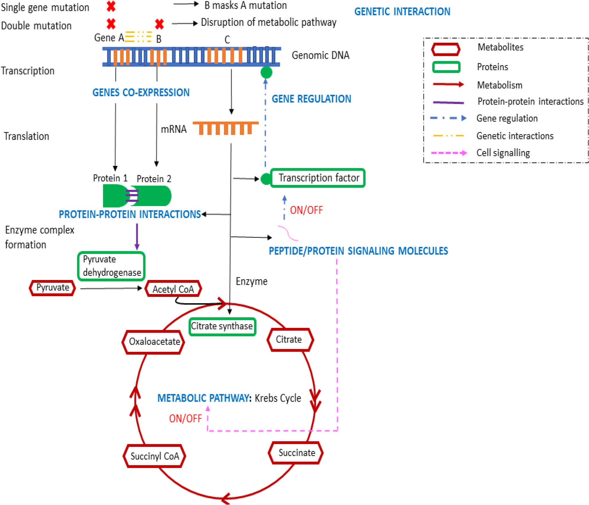 Gene regulatory and biomolecular networks and their multifaceted biotechnological applications