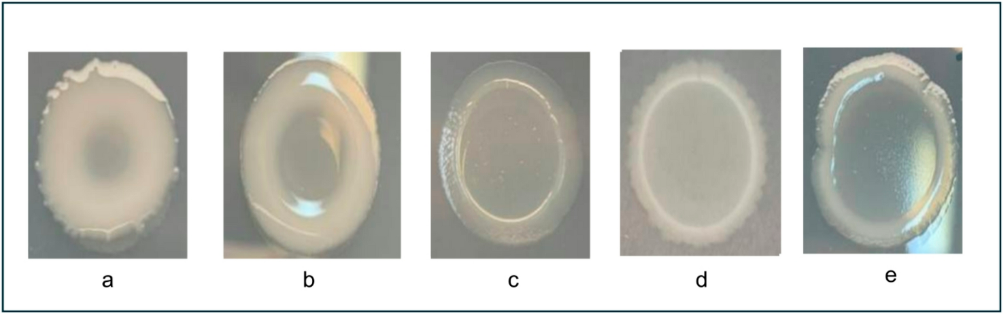 Complementary functionalities of extracellular polymeric substances, adhesion ability and hydrophobicity in  isolates may help the selection of strategically advantageous microbial inoculants