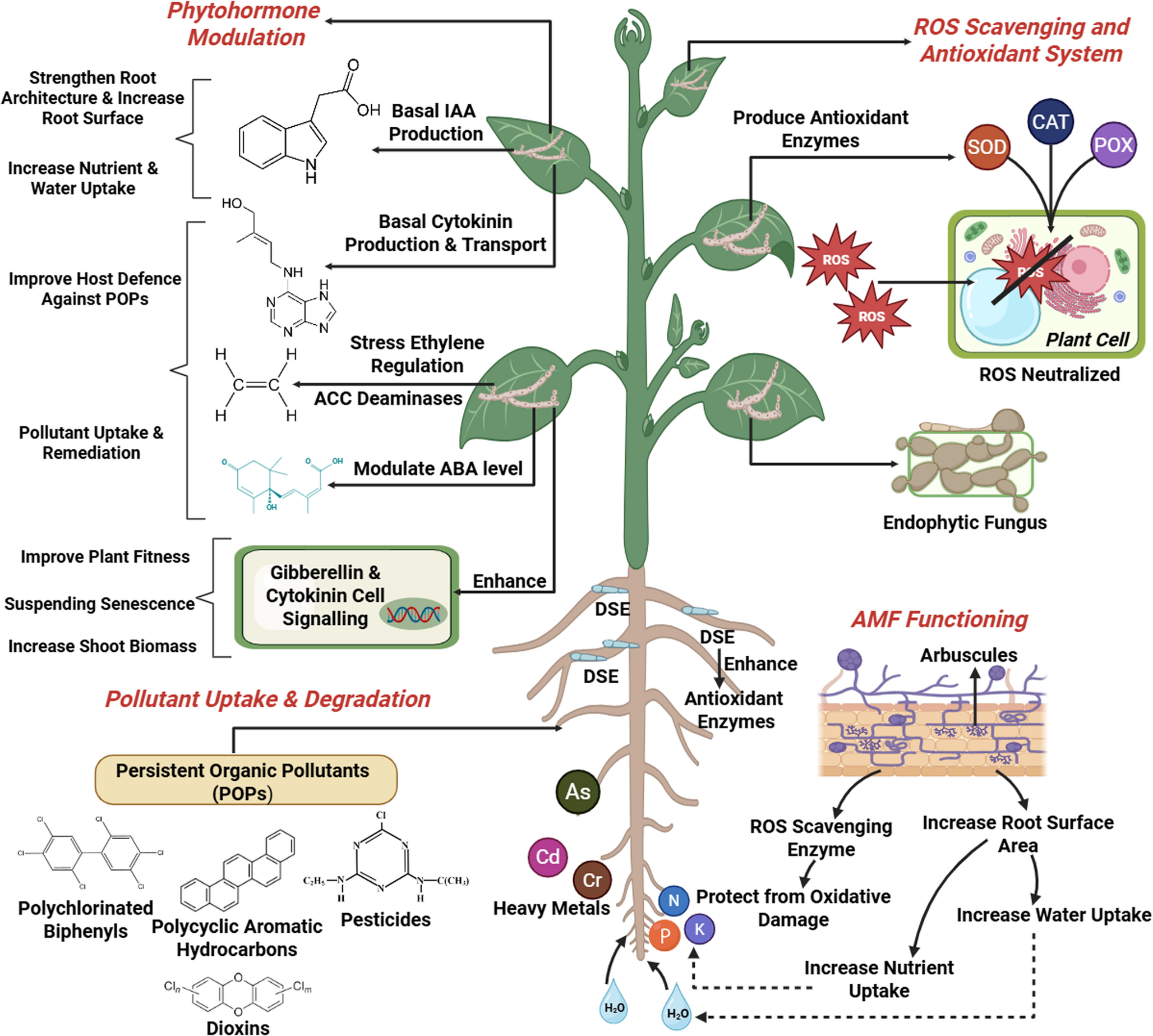 Fungal endophyte-enhanced phytoremediation of persistent organic pollutants: mechanisms, advances, and future prospects
