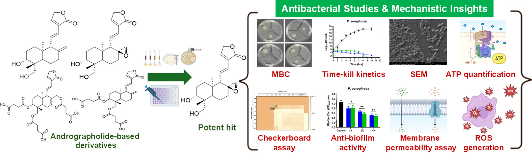 Deciphering the potentiality of Andrographolide derivatives against : in vitro analysis and mechanistic insights