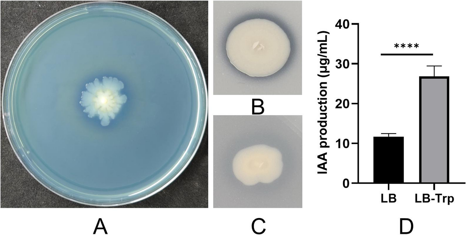 Characteristics and genome analysis of  C5-7 reveal its utilization value of maize growth promotion in saline-alkali land