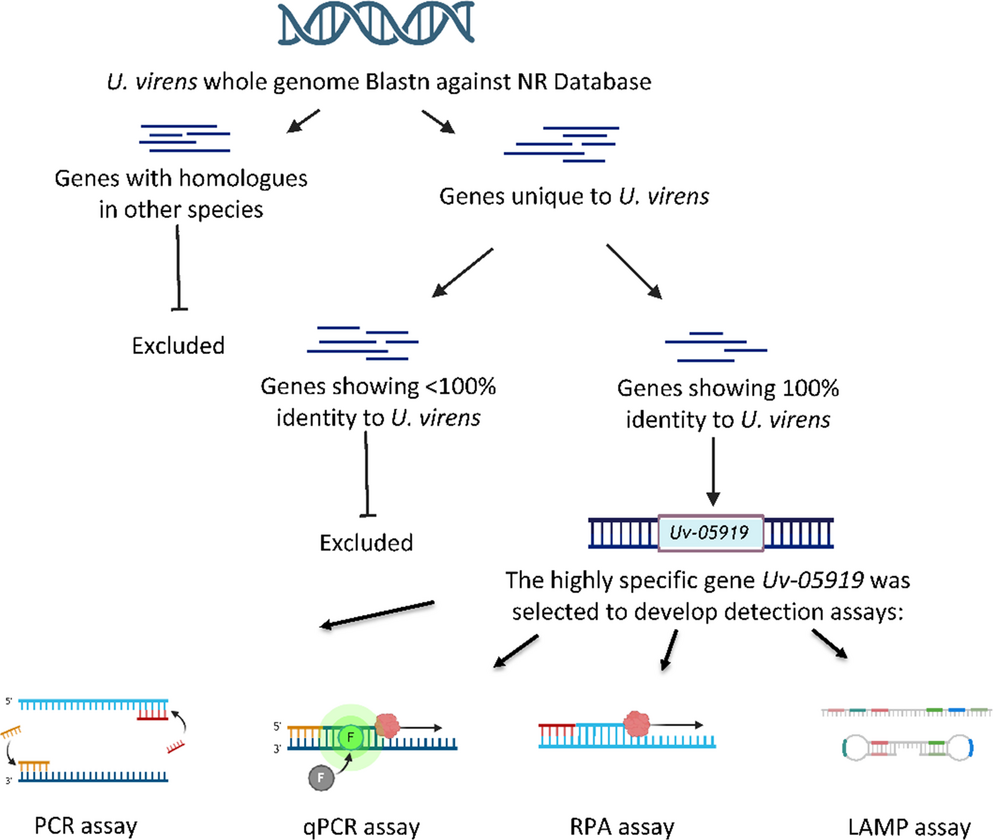 A Multi-assay molecular toolkit for rapid and sensitive detection of  the causative agent of rice false smut using PCR, qPCR, RPA, and LAMP assays