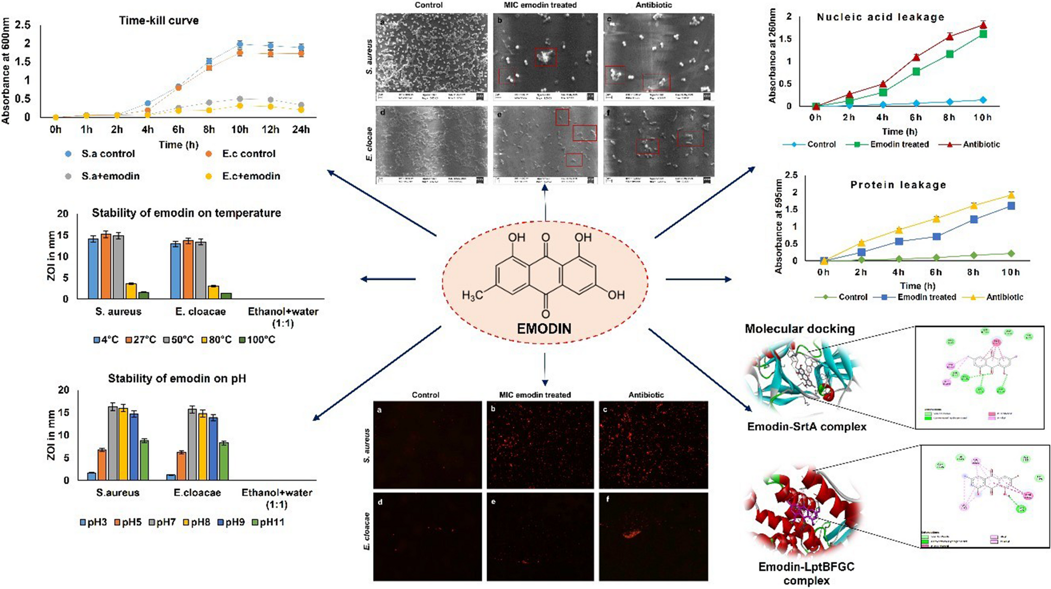 antibacterial activity and in silico validation of phytocompound Emodin from  Wall. Ex Meissn. against   and