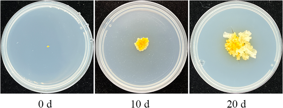 Tissue cultivation conditions and transcriptome analysis of  primordia for industrial production purposes