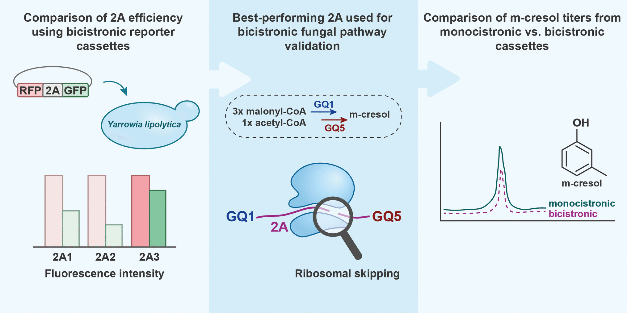 2A peptides enable simplified discovery and heterologous production of fungal bioactive metabolites in