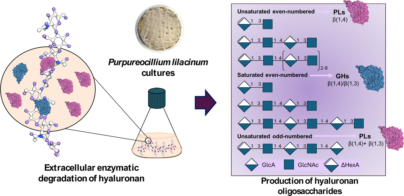 Hyaluronic acid degradation by : biochemical and transcriptomic insights