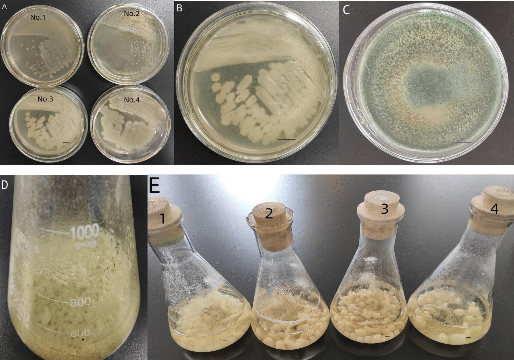 Co-cultivation  with  for improving production of Huperzine A