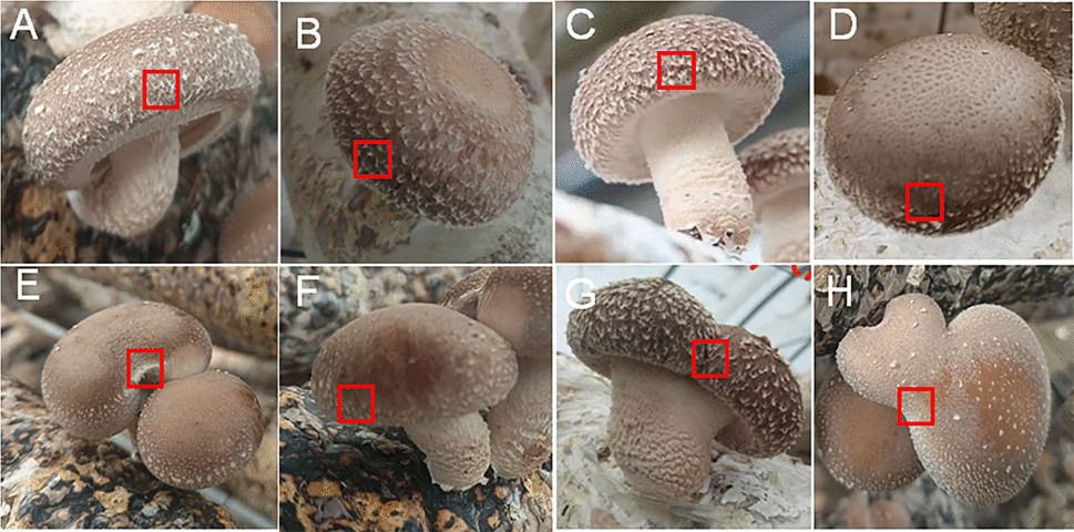 Transcriptomic insights into fruiting body malformations in