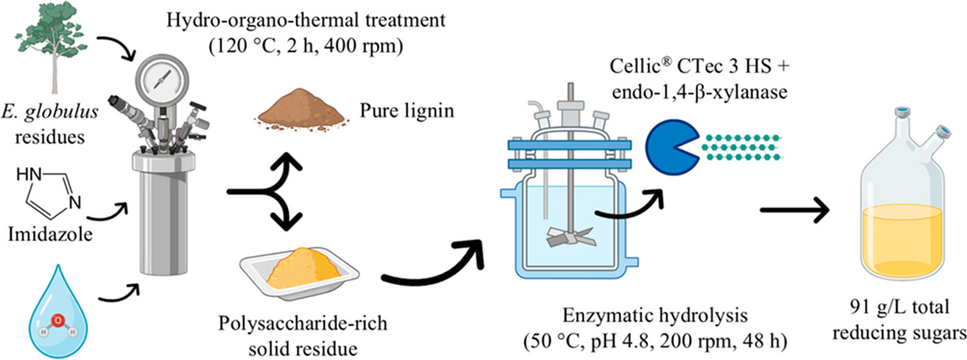 Eucalyptus lignin production coupled with Cellic ® CTec3 HS enzymatic hydrolysis to monosaccharides
