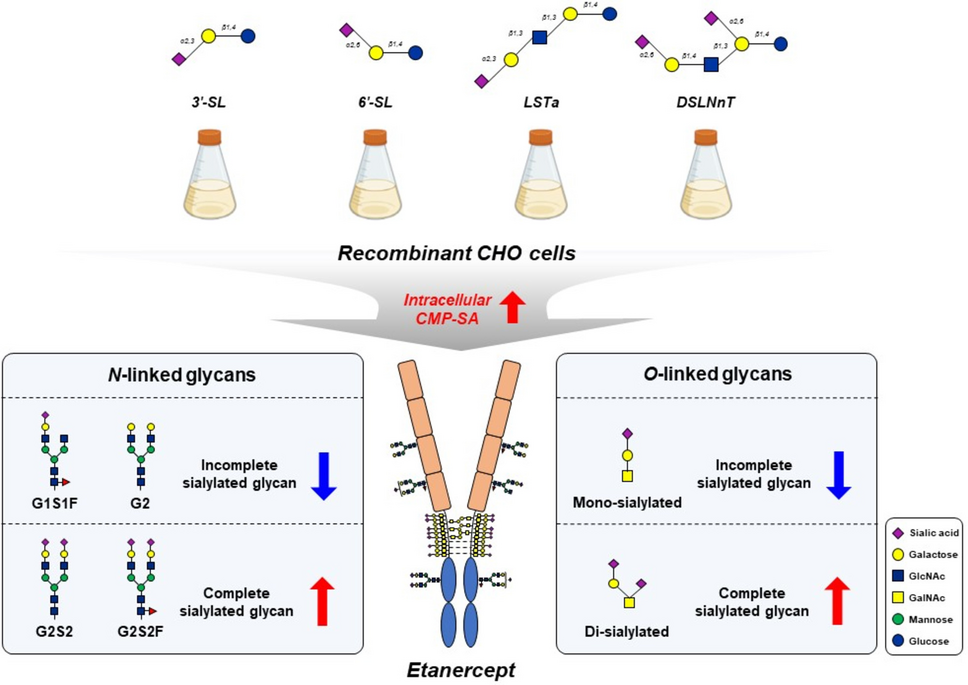Effects of sialylated oligosaccharides on the - and -glycosylation of etanercept in recombinant CHO cells