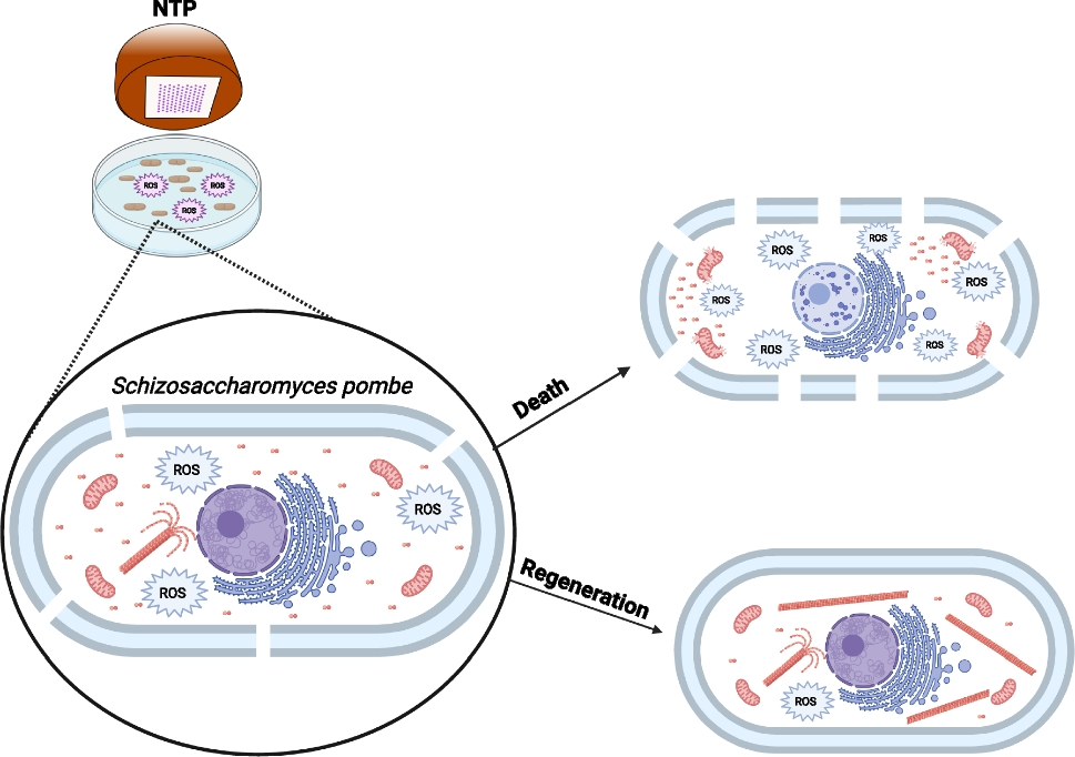 Cellular responses to prolonged non-thermal plasma exposure in