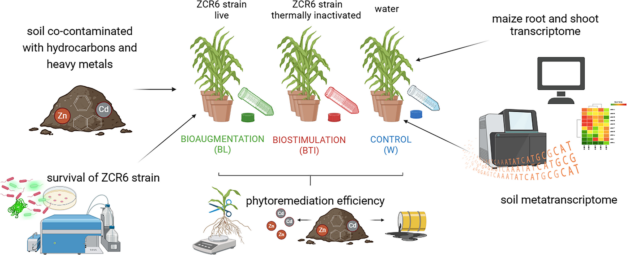 Plant and soil transcriptomics reveal the consequences of bioaugmentation of co-contaminated soil with  ZCR6 during bacteria-assisted phytoremediation