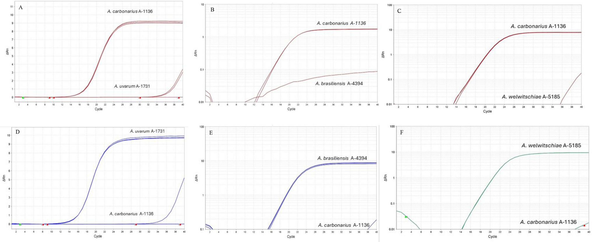 Biocontrol potential of  section  strains against