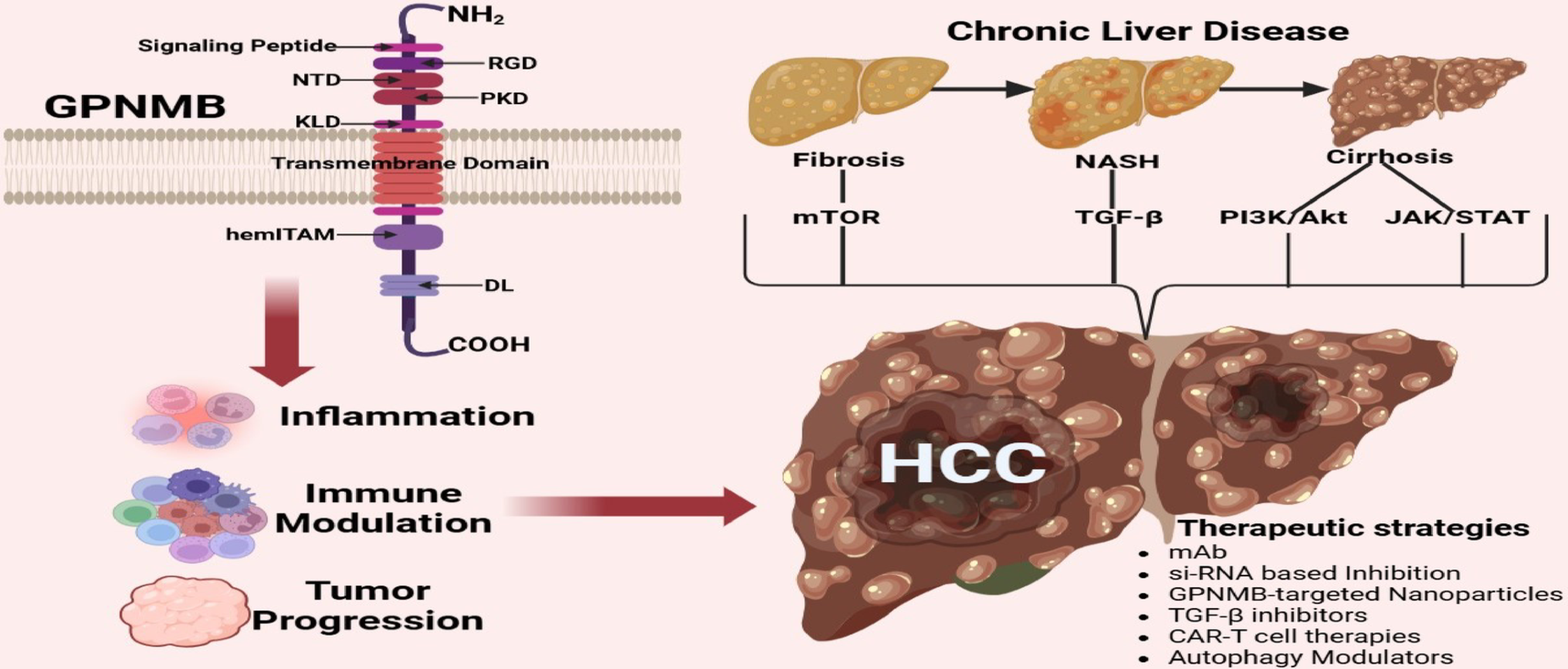 Molecular Perspective of GPNMB in the Progression of End-Stage Liver Disease