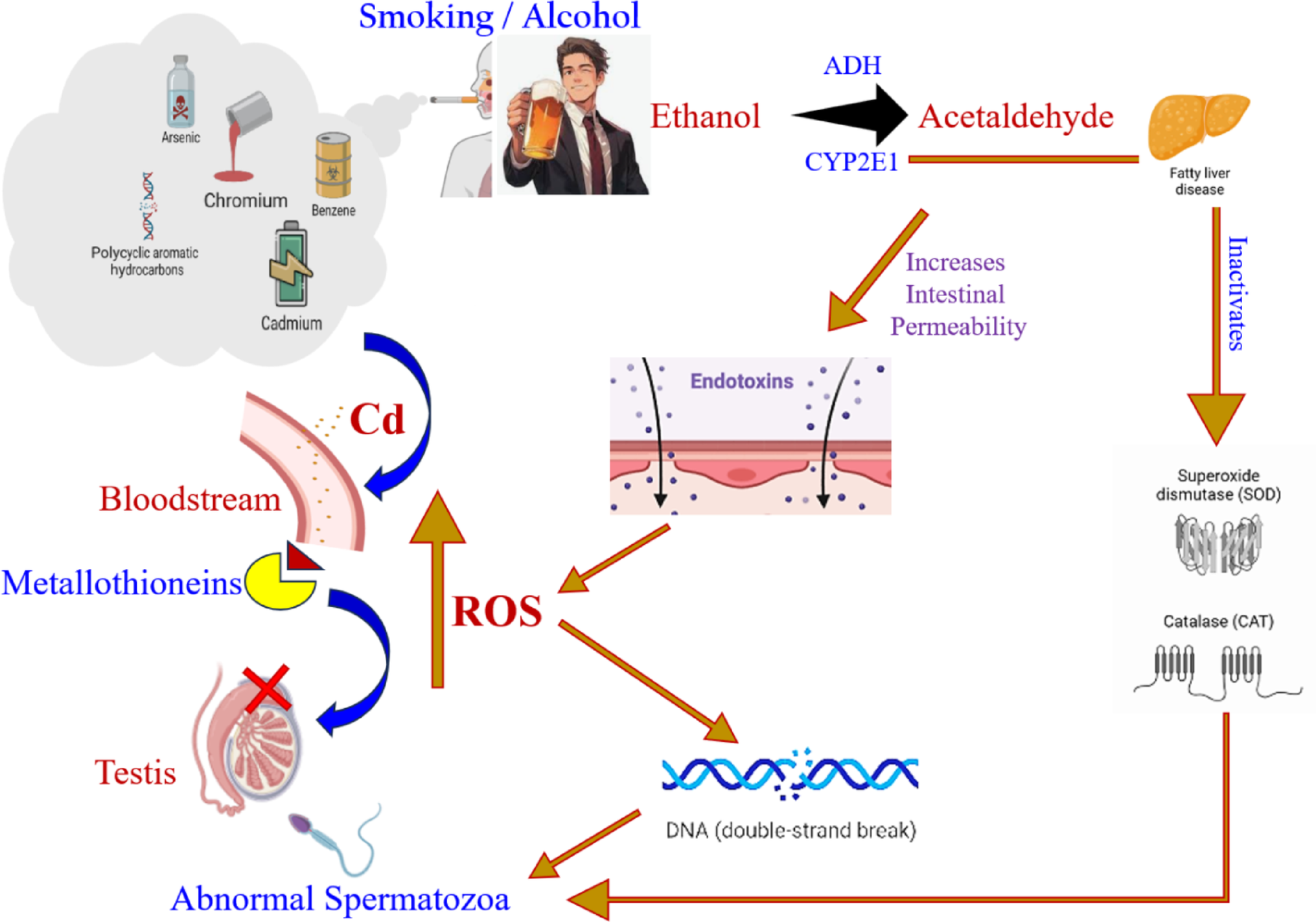 The Effects of Cigarette Smoking and Chronic Alcohol Consumption on Seminal Quality in Young Adults: A Cross-Sectional Study