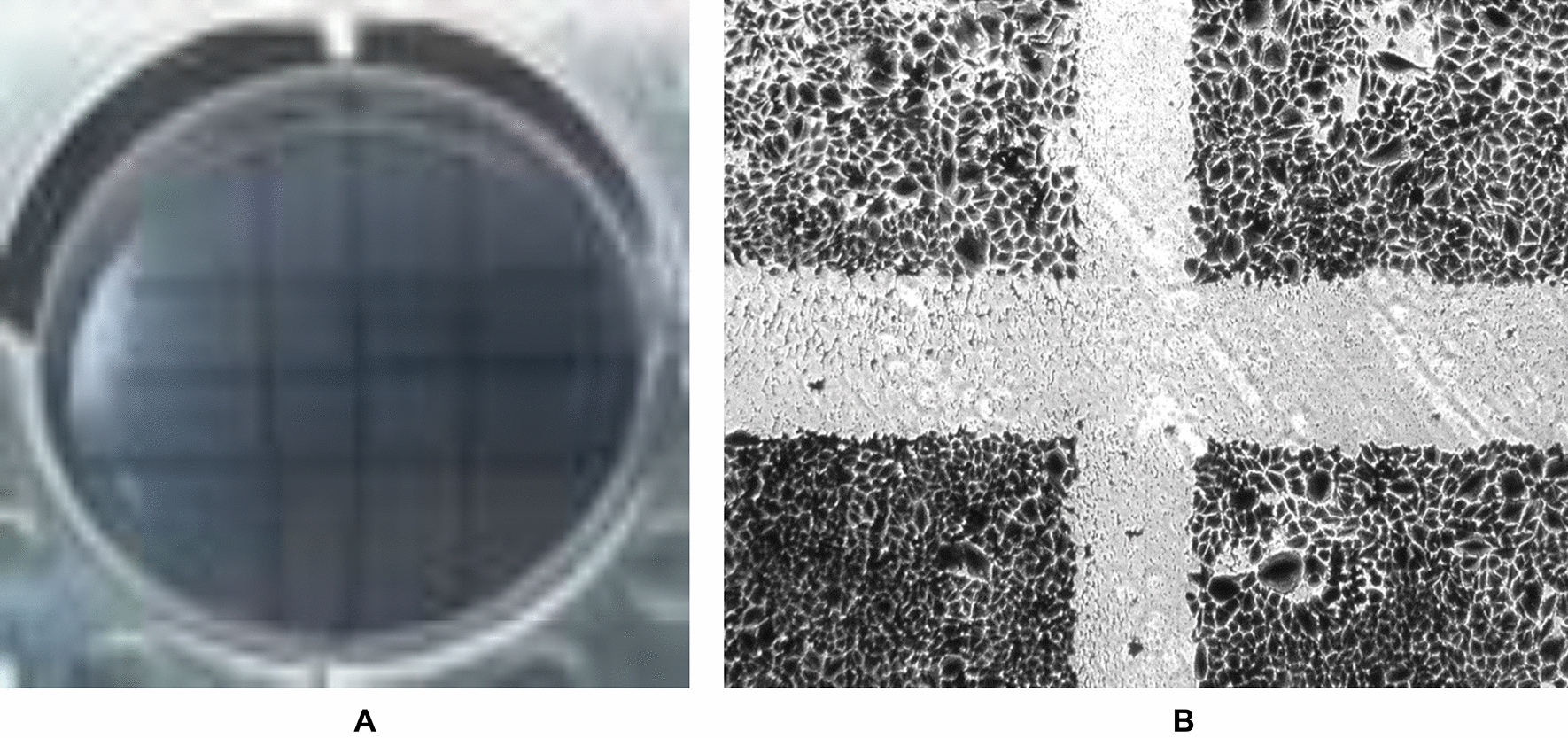 New Crossover Scratch Assay (COS Assay) Method for Quantifying Cell Migration at Marked Locations Identified Role of miR-186 and Temozolomide (TMZ) in Glioblastoma Cells