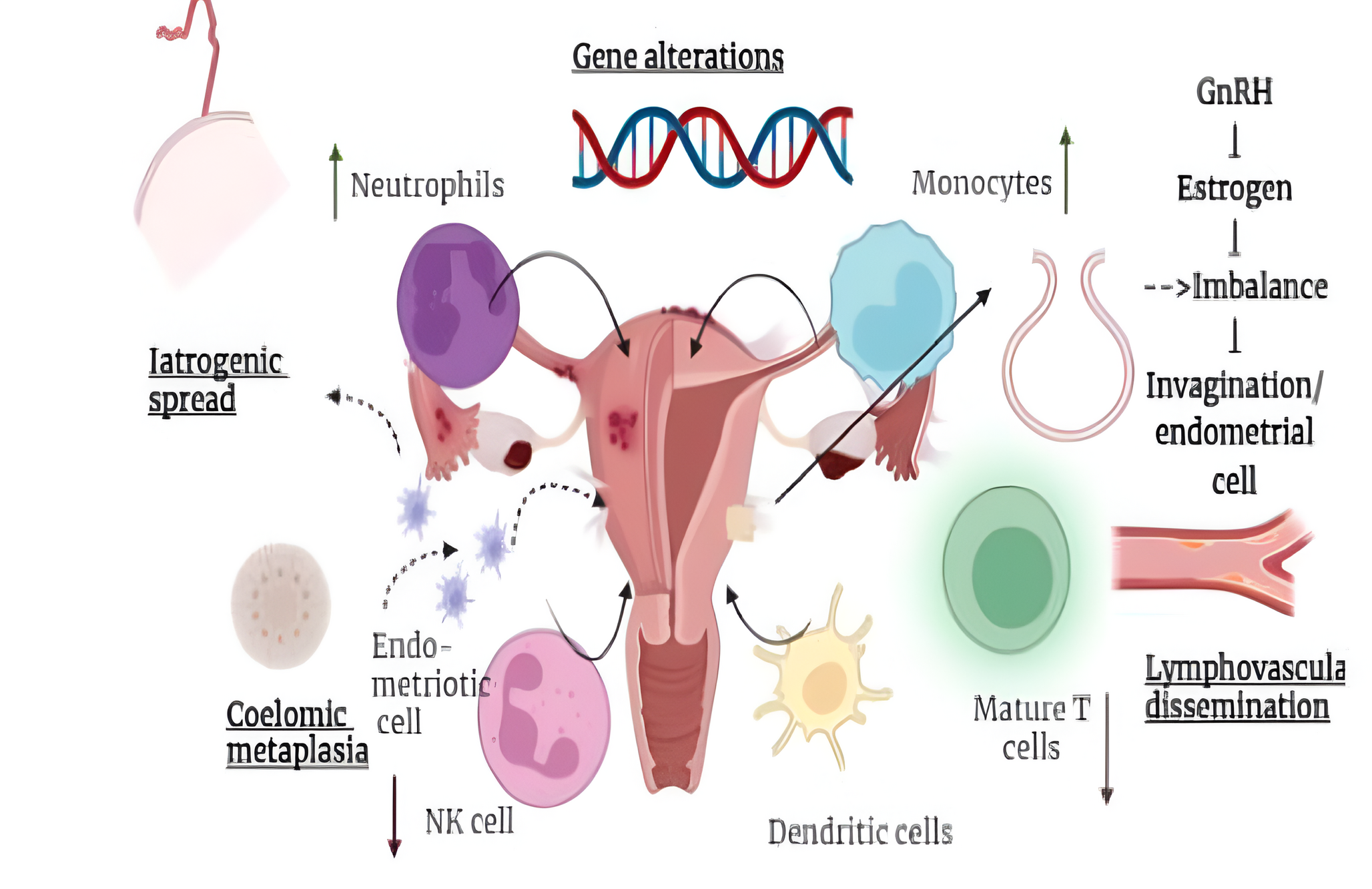 Targeting GnRHR and ESR-1 Receptors with Natural Bioactive Compounds: A Network Pharmacology and Molecular Docking Approach to Endometriosis Therapy