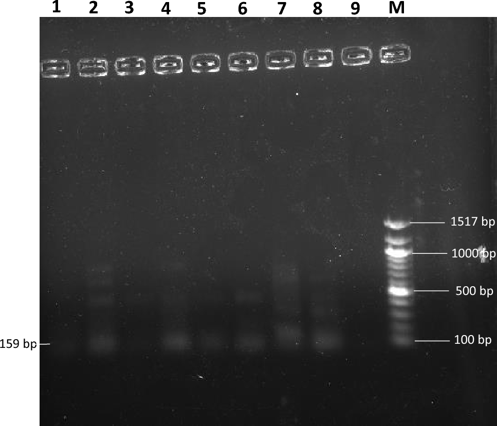Oxidative Stress–Mediated Endothelial Dysfunction and Cell-Free Fetal DNA Release in Preeclampsia
