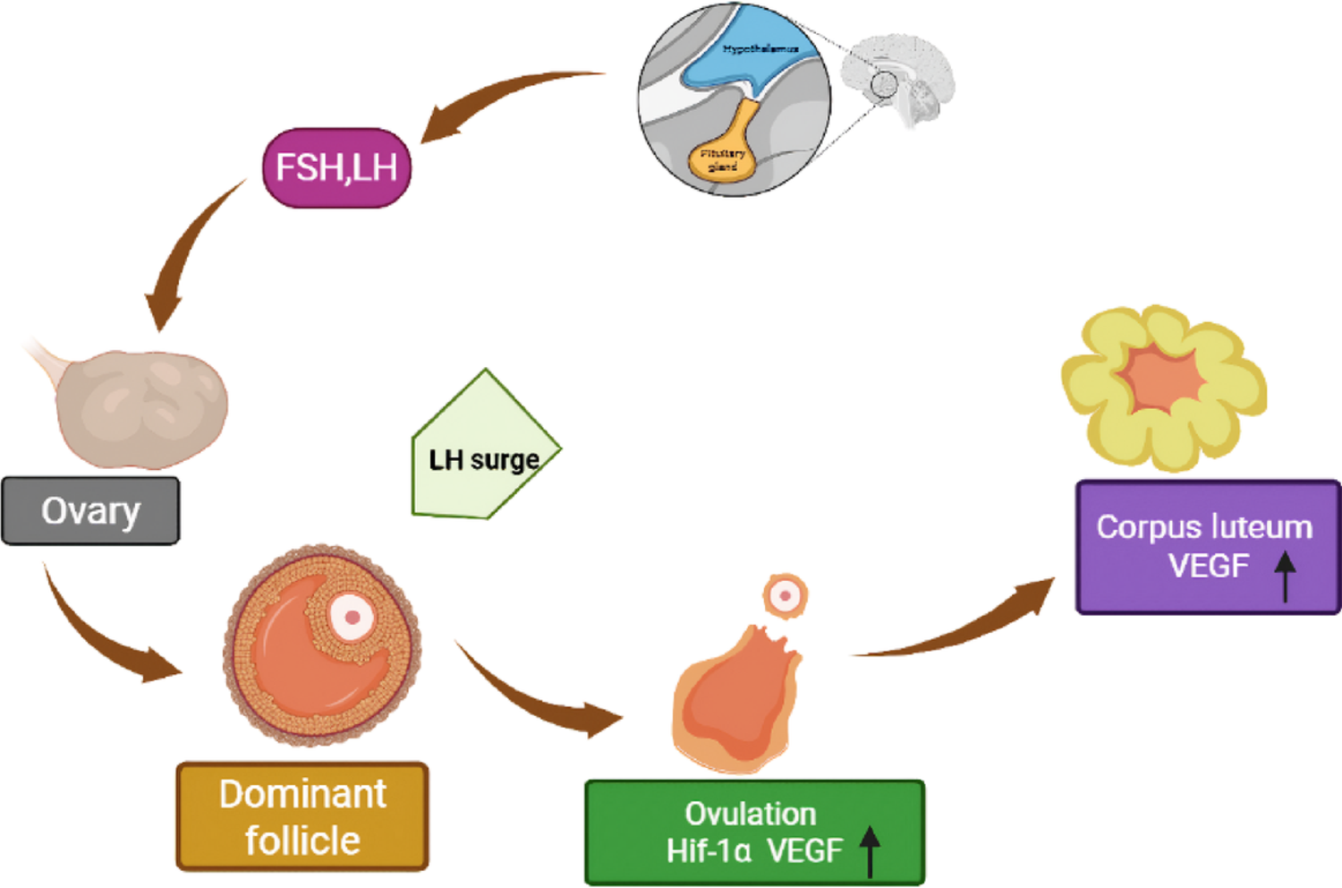 The Dual Role of Hypoxia Inducible Factor-1α (HIF-1α) in Ovarian Physiology and Pathophysiology: Insights from Polycystic Ovarian Syndrome