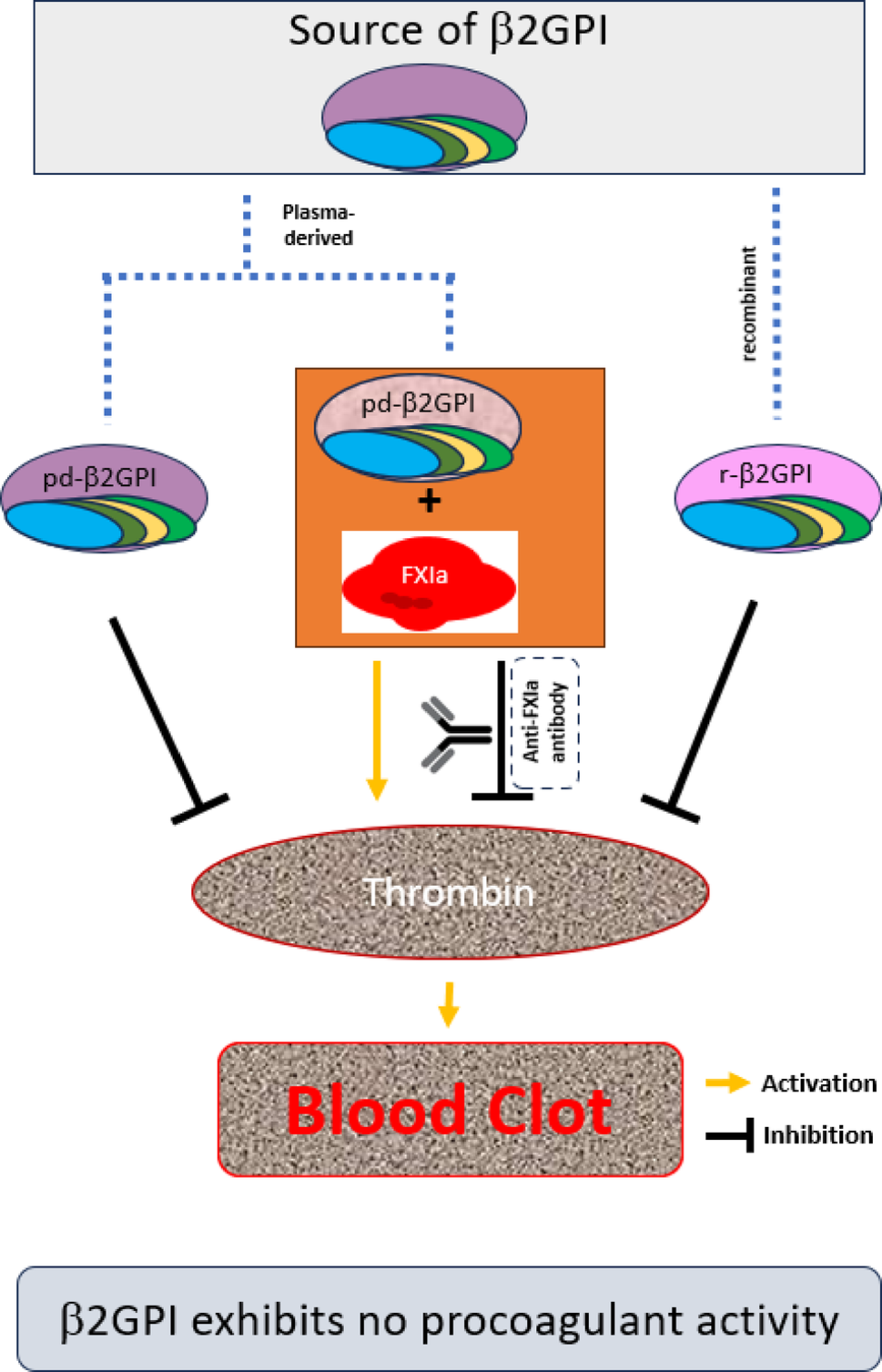 The procoagulant effect described in preparations of plasma-derived β2-glycoprotein I (β2GPI) is mediated by contamination with factor XIa.