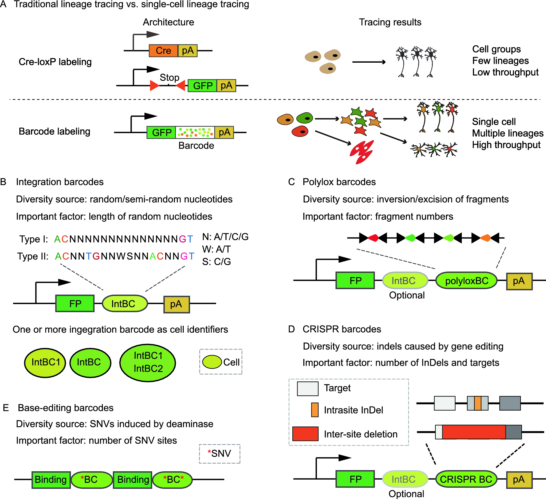 Connecting past and present: single-cell lineage tracing