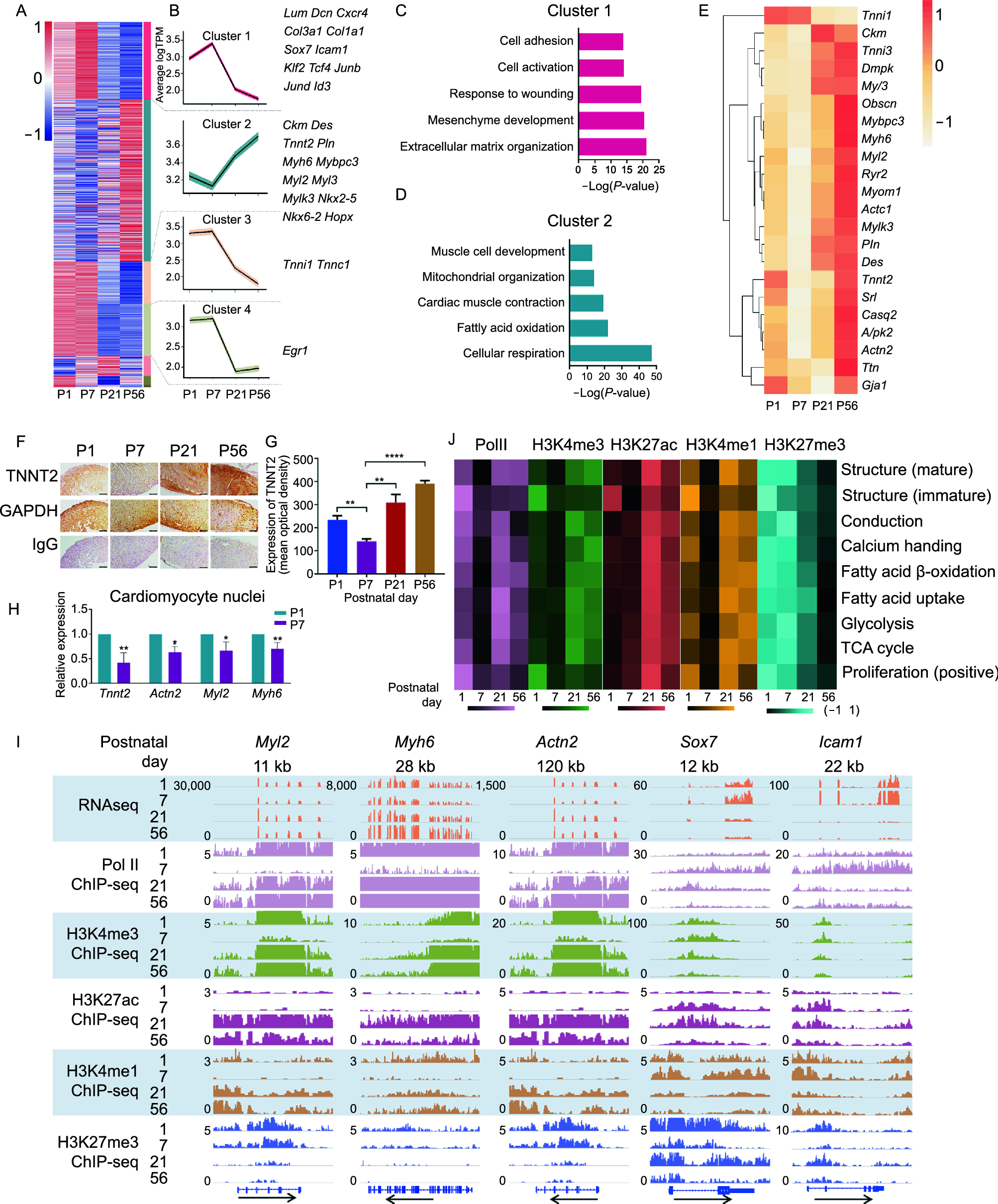 Postnatal state transition of cardiomyocyte as a primary step in heart maturation