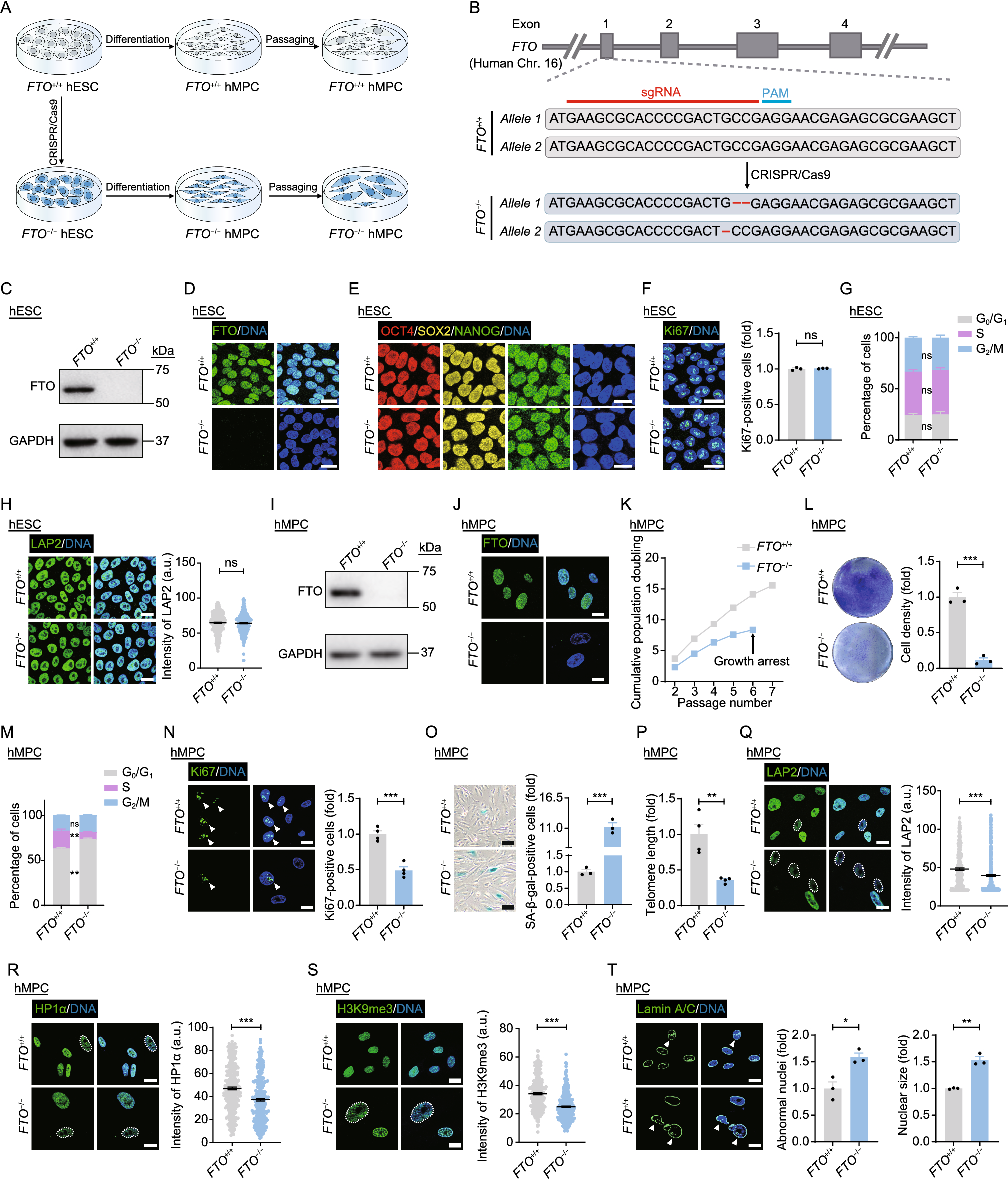 FTO stabilizes MIS12 and counteracts senescence