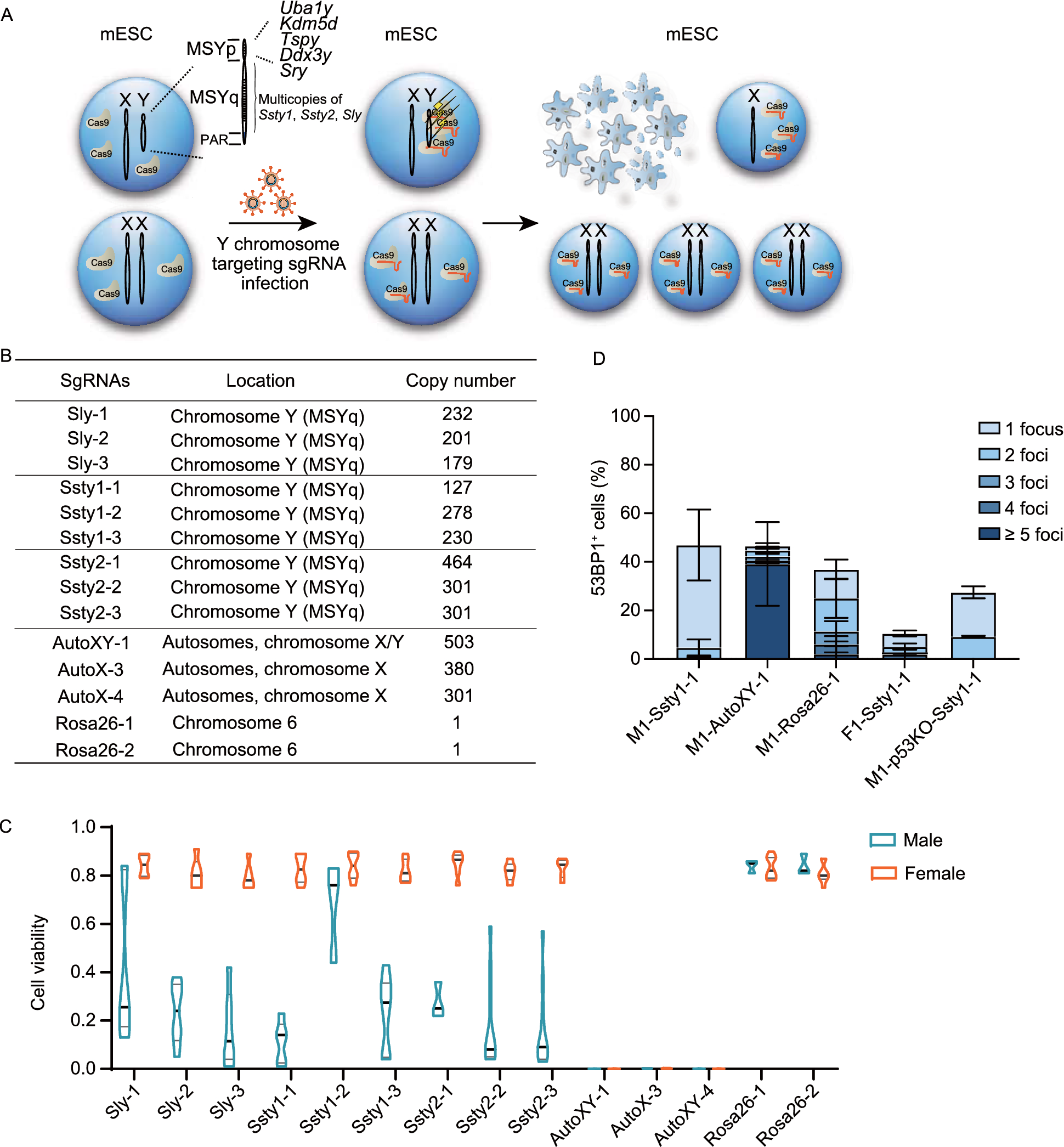 Gonadal mosaicism mediated female-biased gender control in mice