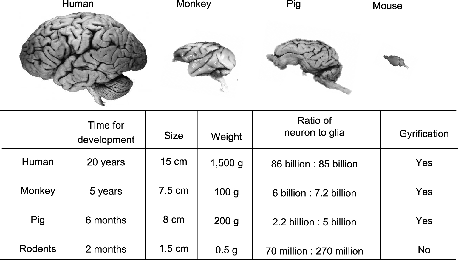 New pathogenic insights from large animal models of neurodegenerative diseases