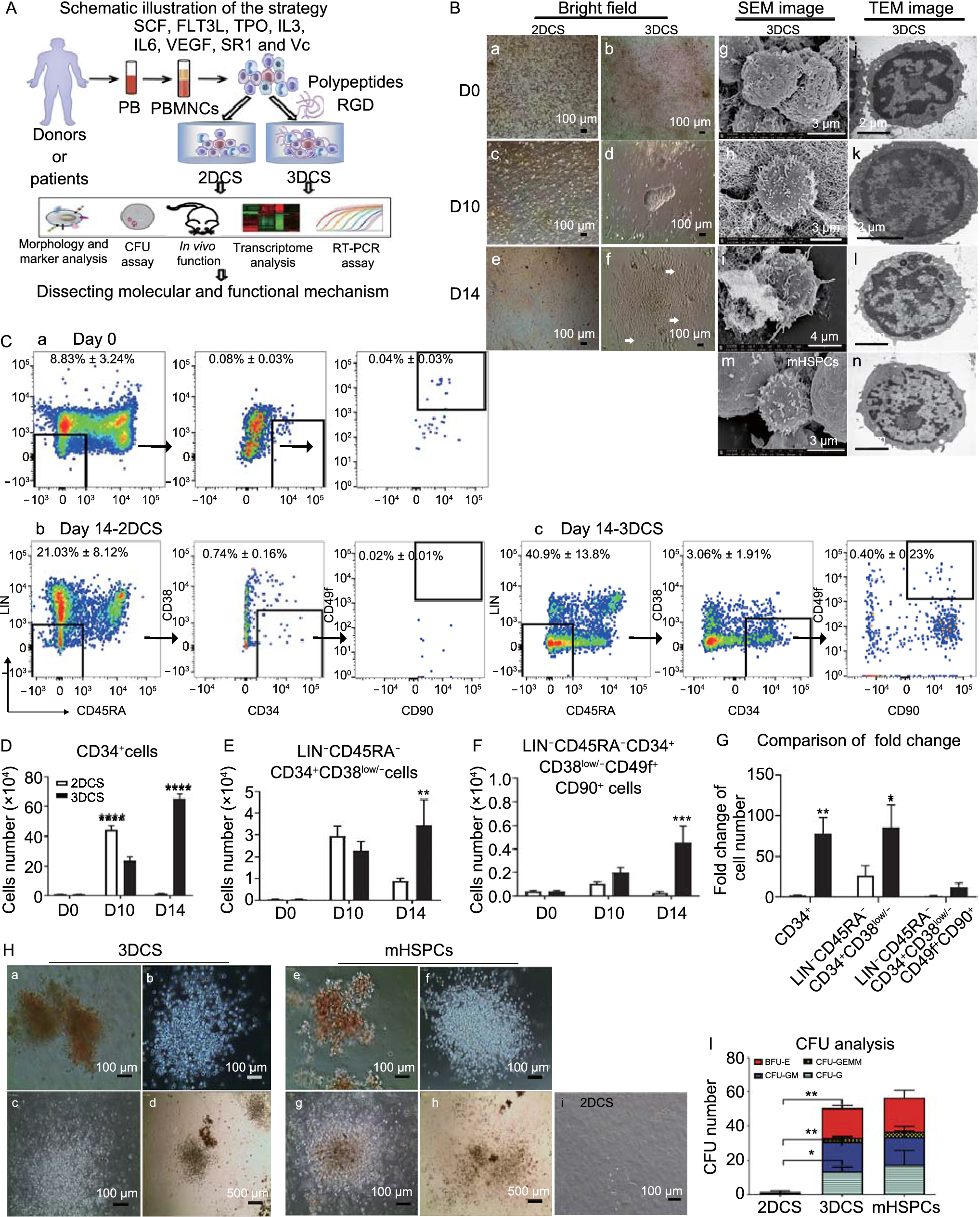 Efficient expansion of rare human circulating hematopoietic stem/progenitor cells in steady-state blood using a polypeptide-forming 3D culture