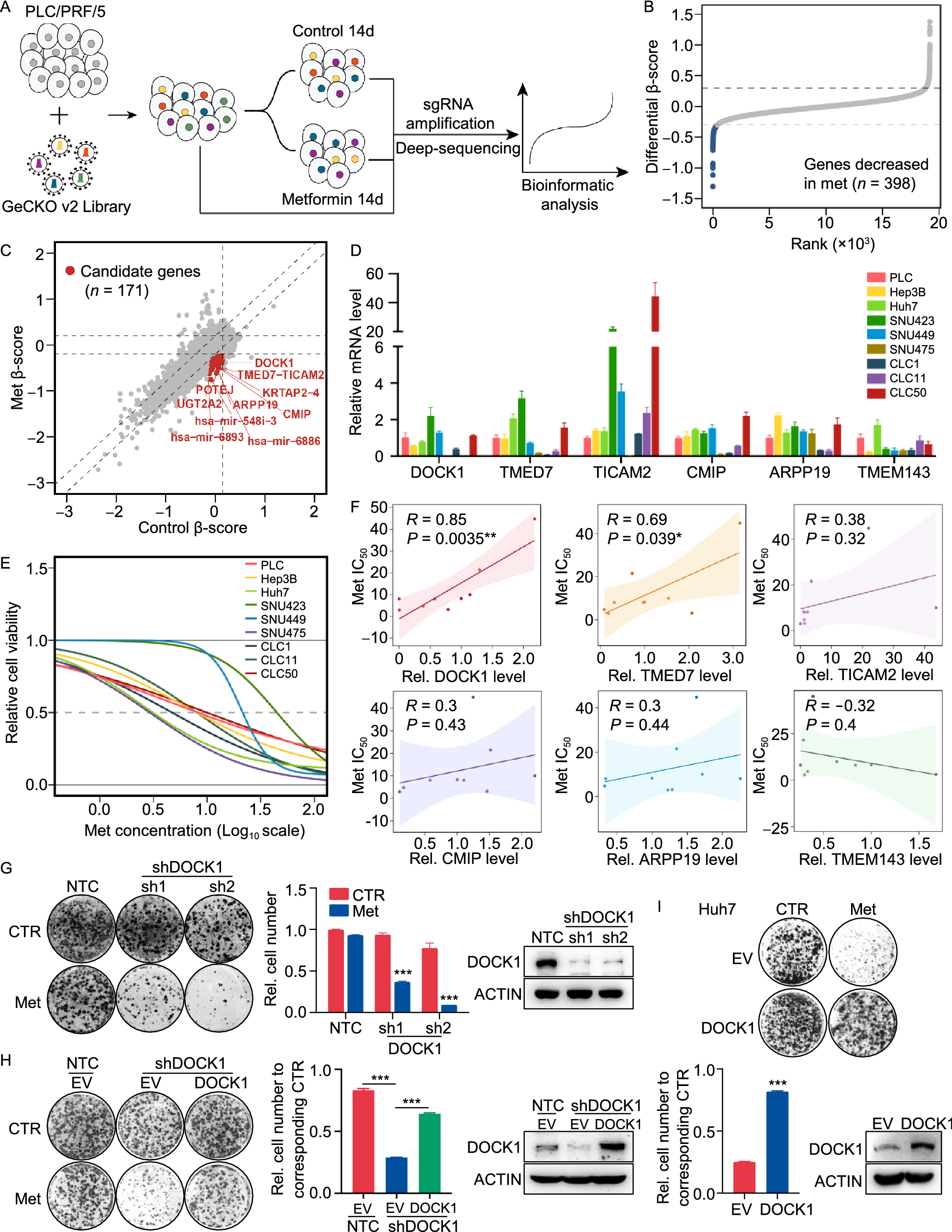 Genome-wide CRISPR screen identifies synthetic lethality between DOCK1 inhibition and metformin in liver cancer