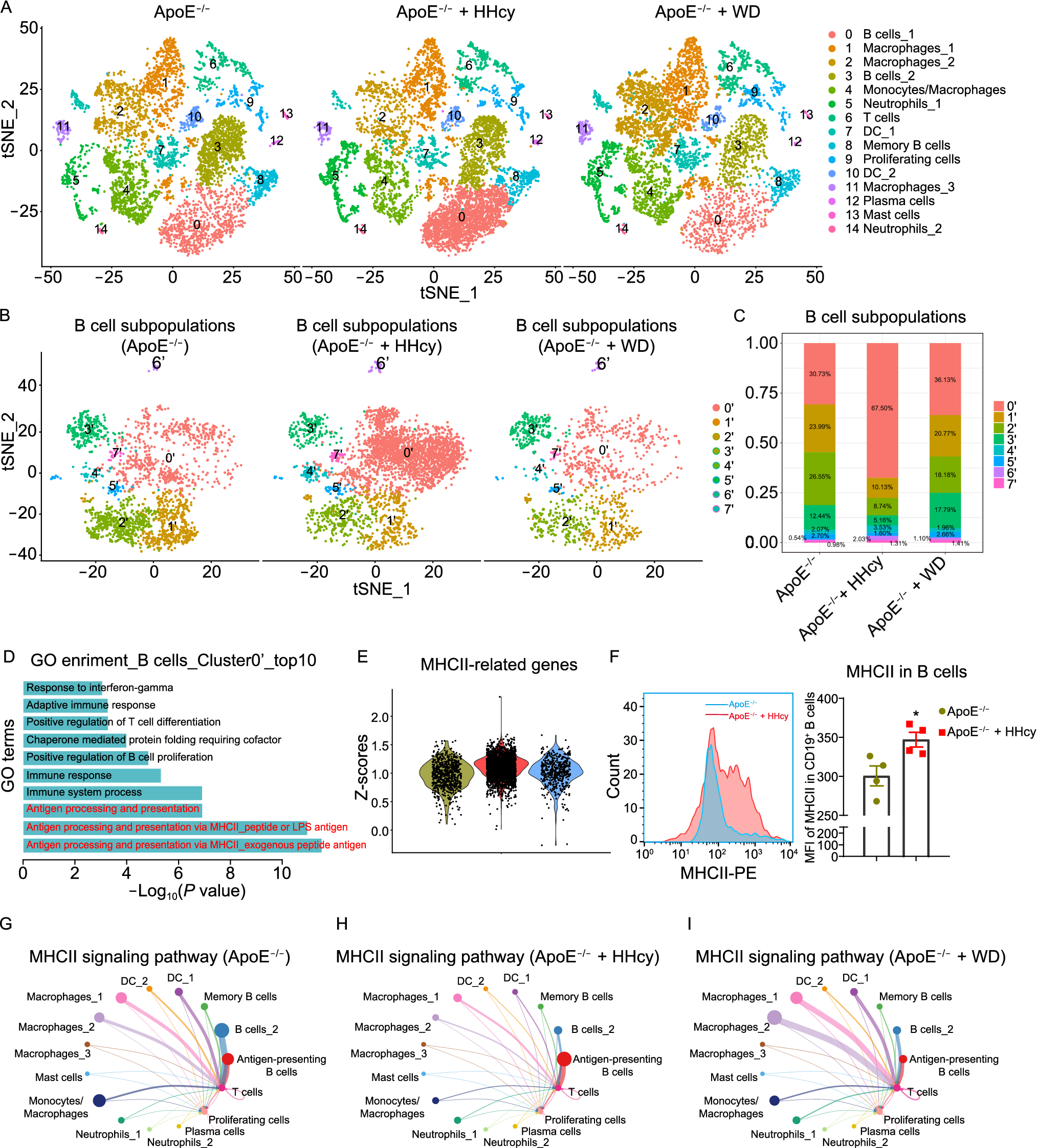 Single-cell RNA sequencing reveals B cell-T cell interactions in vascular adventitia of hyperhomocysteinemia-accelerated atherosclerosis
